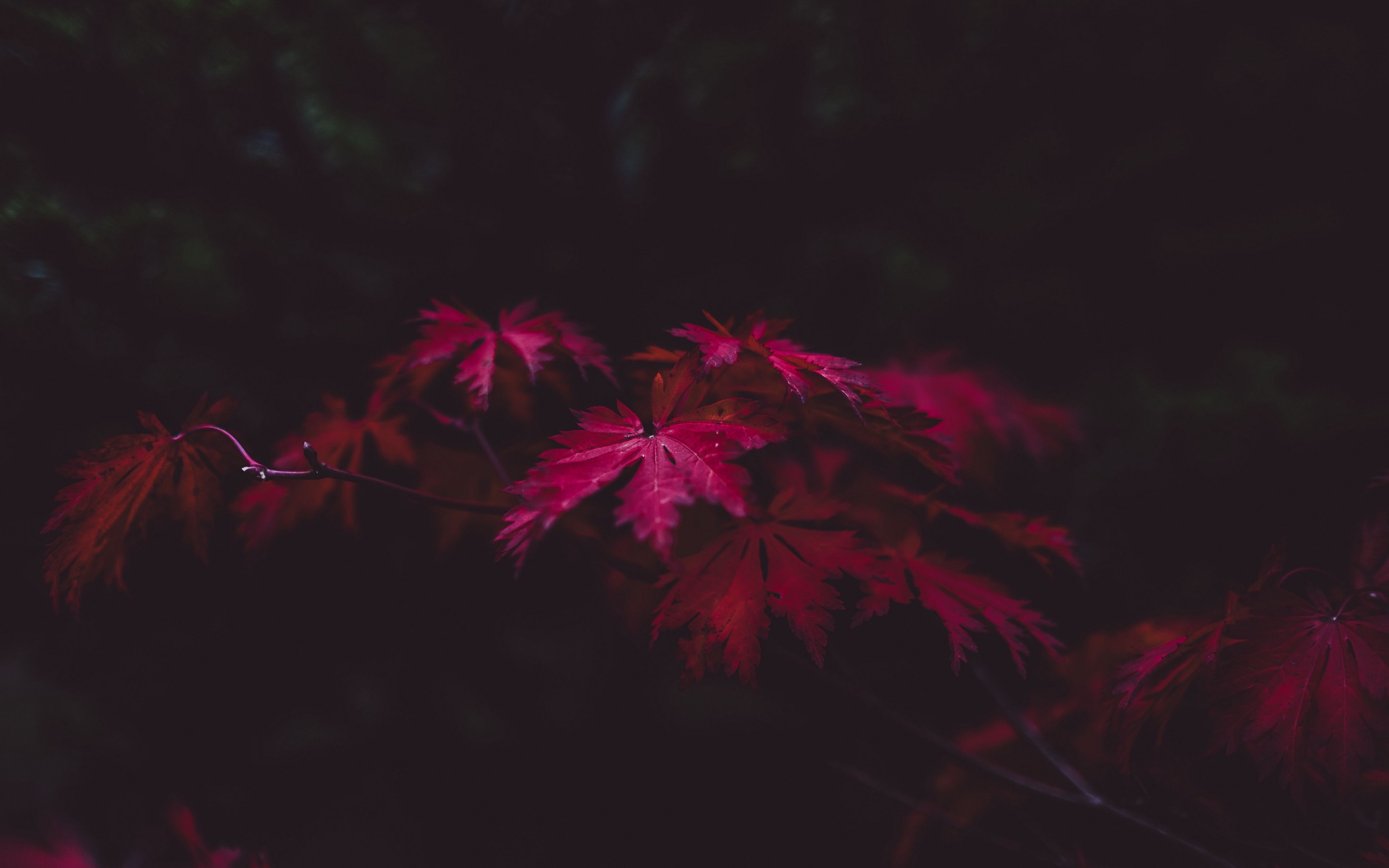 Foglie rosse su sfondo scuro, 3840x2400 4K Ultra HD, Monitor 4K
