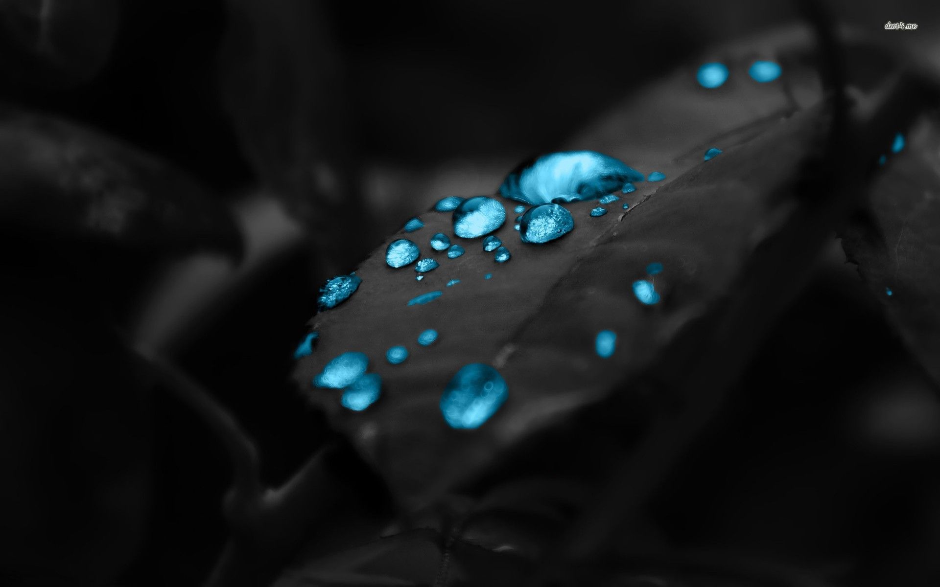 Gocce blu su foglia nera, 1920x1200 WUXGA, Desktop