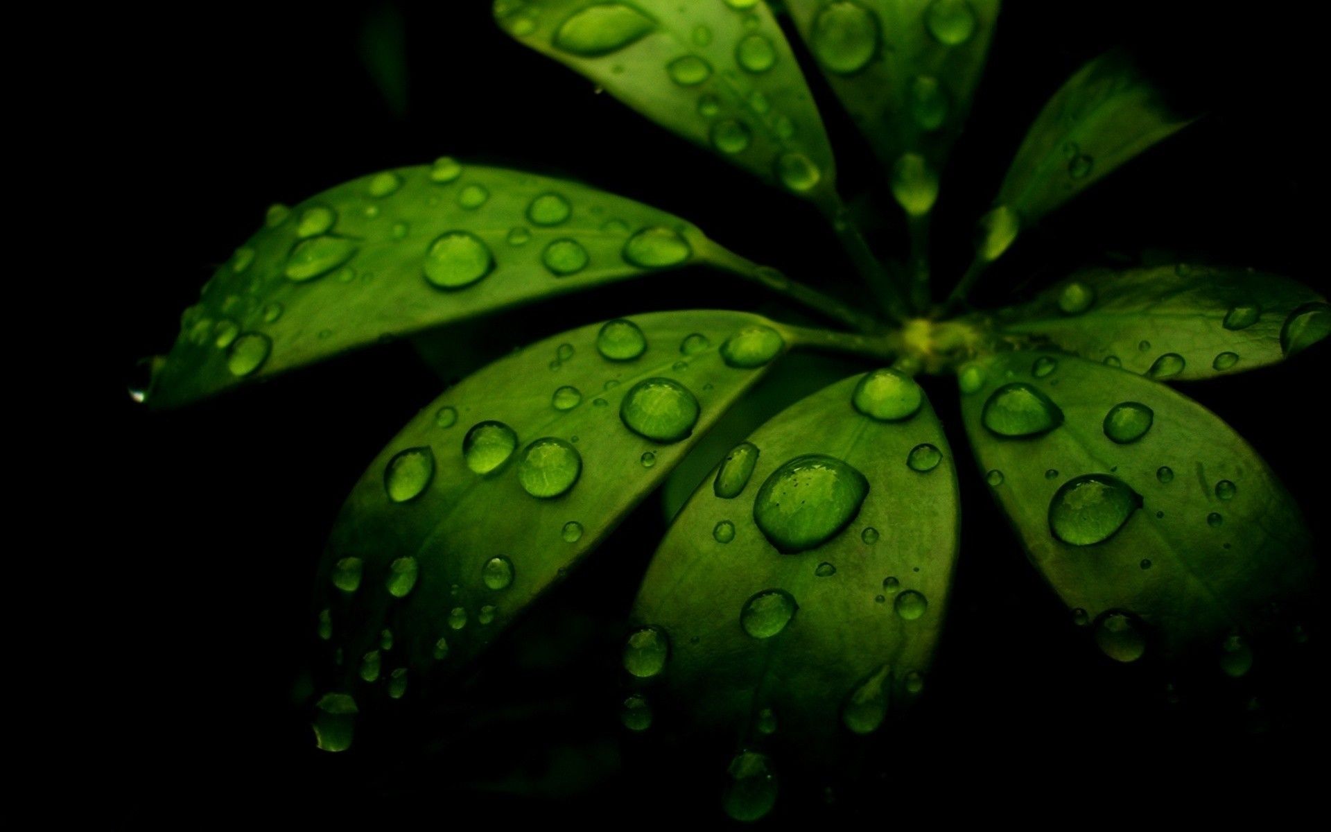 Foglia verde con gocce d'acqua, 1920x1200 WUXGA, Desktop