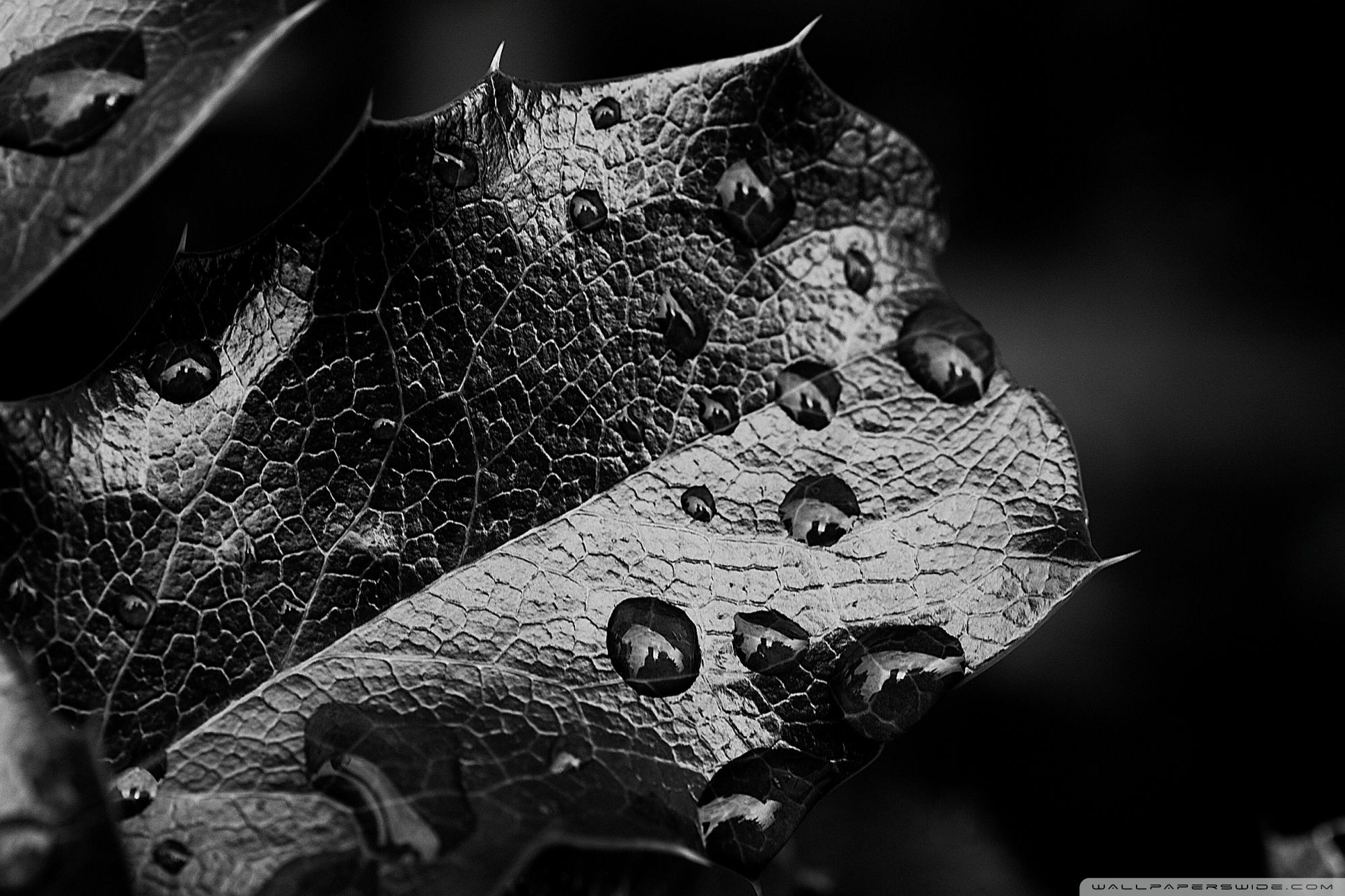 Foglia nera con gocce d'acqua, 2000x1333 Hi-Res, Laptop