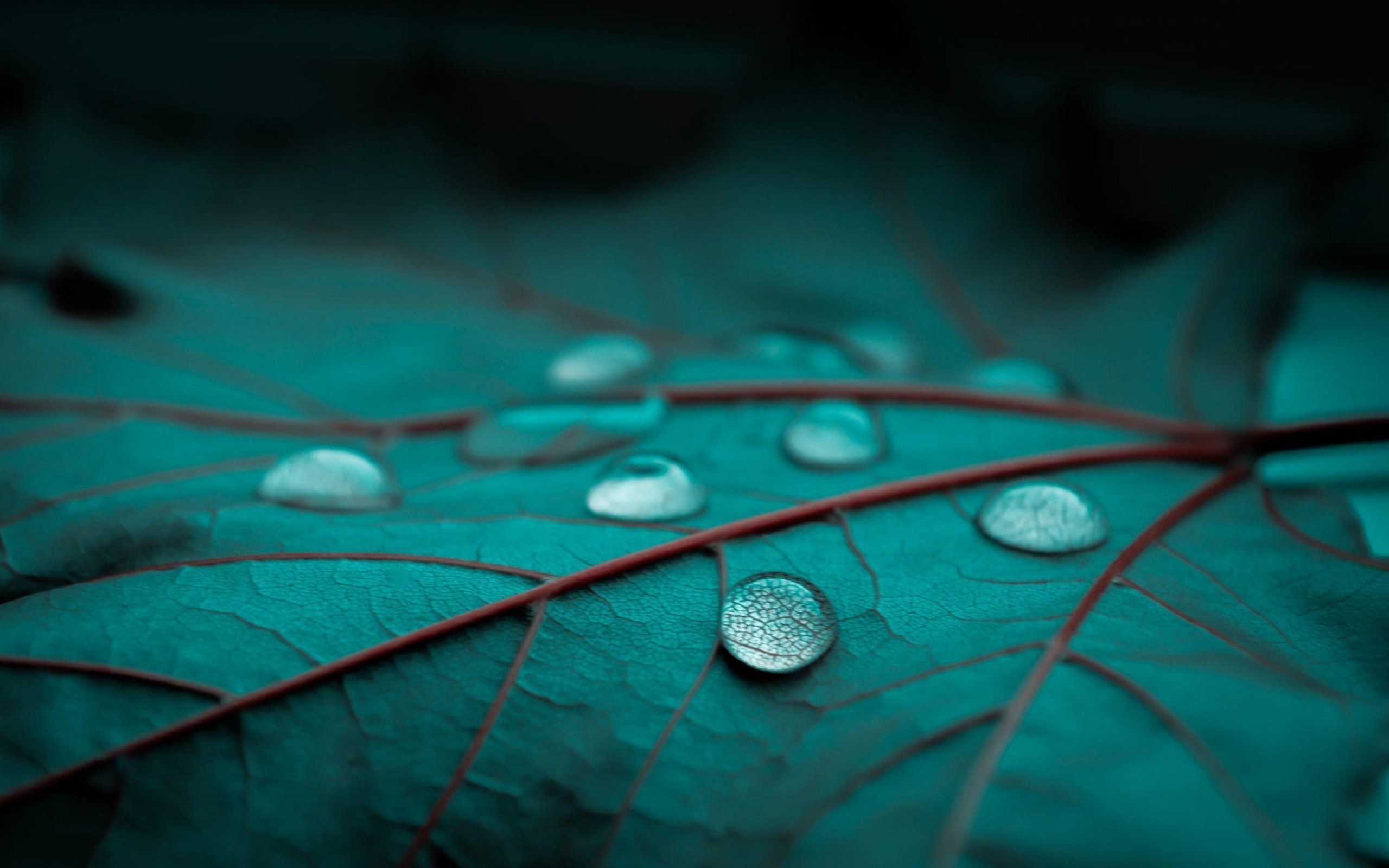 Gocce d'acqua su foglia verde-blu, 2560x1600 2K, MacBook Pro