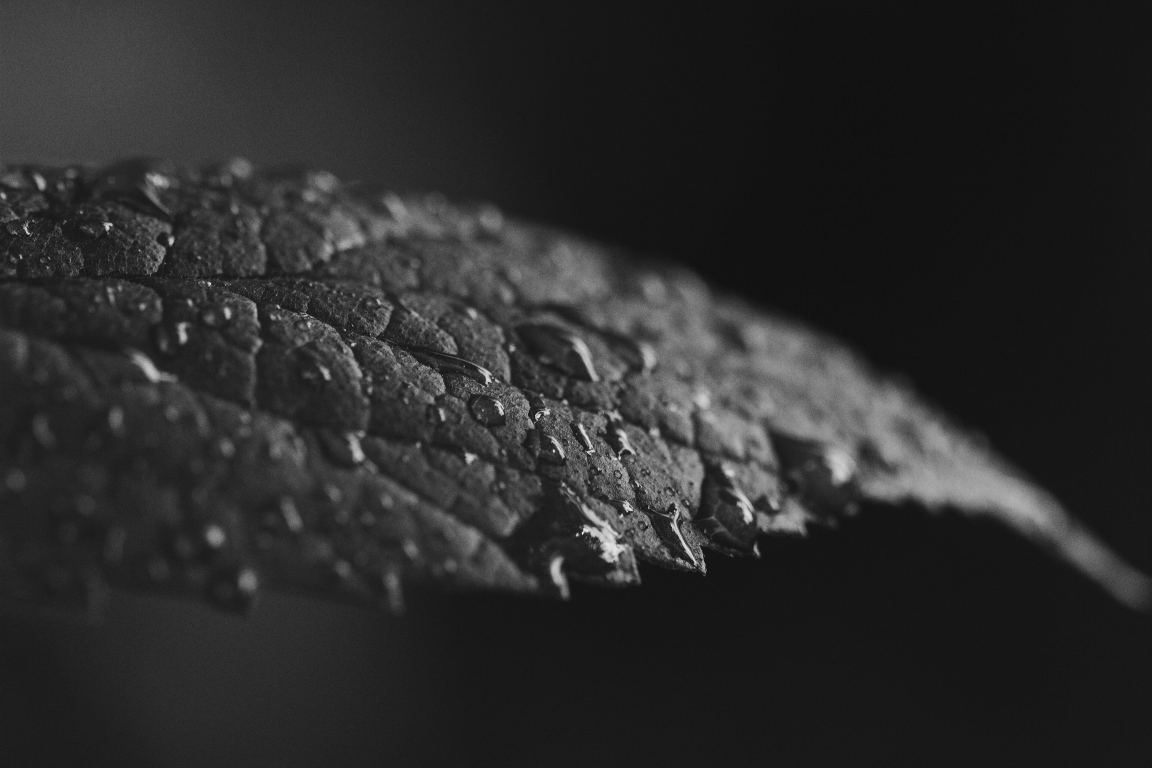 Gocce d'acqua su foglia nera, 3840x2559 4K, Smart TV 4K