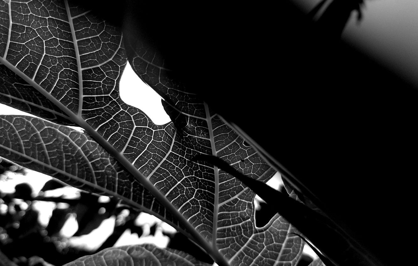 Foglia nera macro venature, 1332x850 720p, Laptop