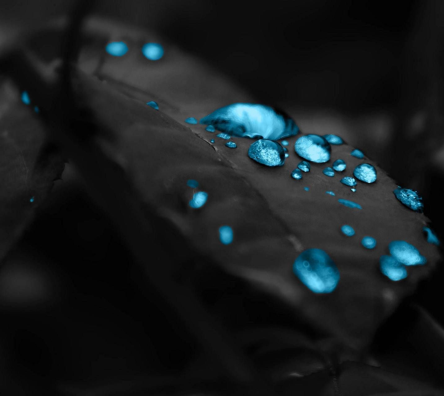 Foglia nera con gocce blu, 1432x1280 720p, PC