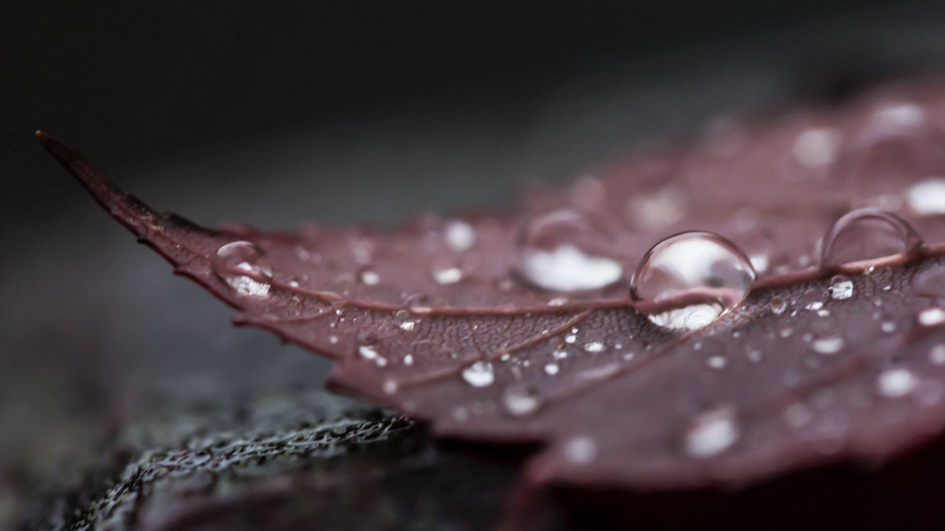 Foglia scura con gocce d'acqua, 1920x1080 Full HD 1080p, Desktop