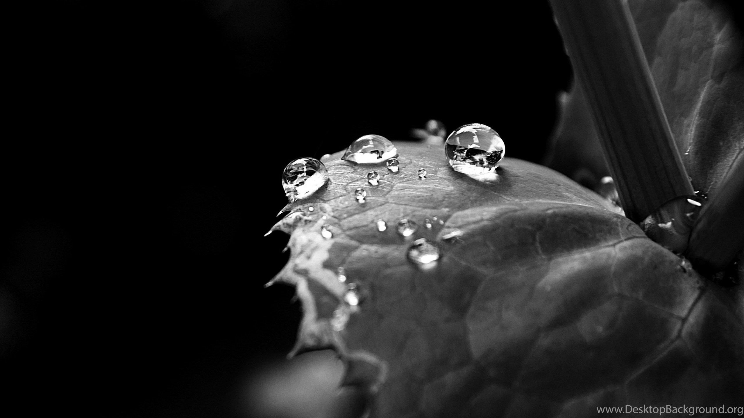 Gocce d'acqua su foglia nera, 2560x1440 QHD, Laptop
