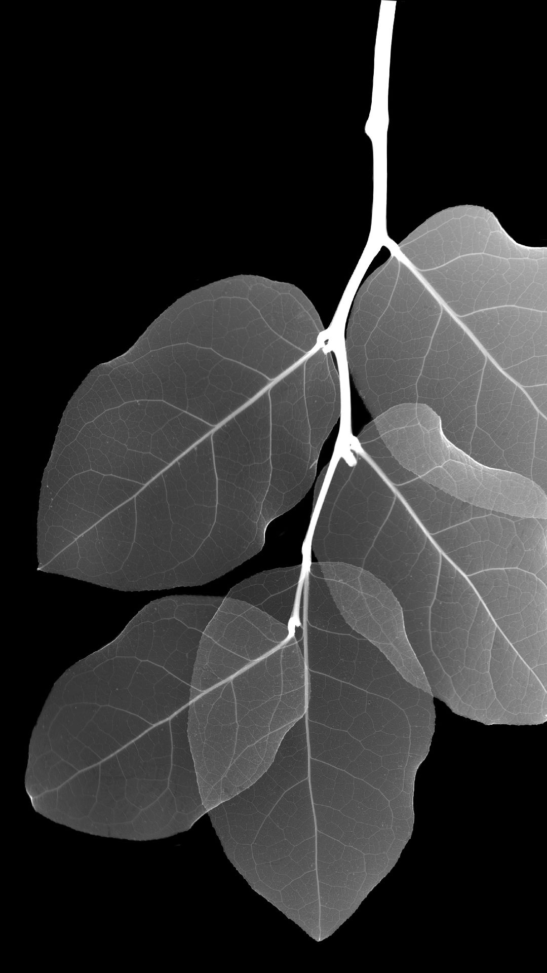 Foglie a raggi X su nero, 1080x1920 Verticale, Mobile