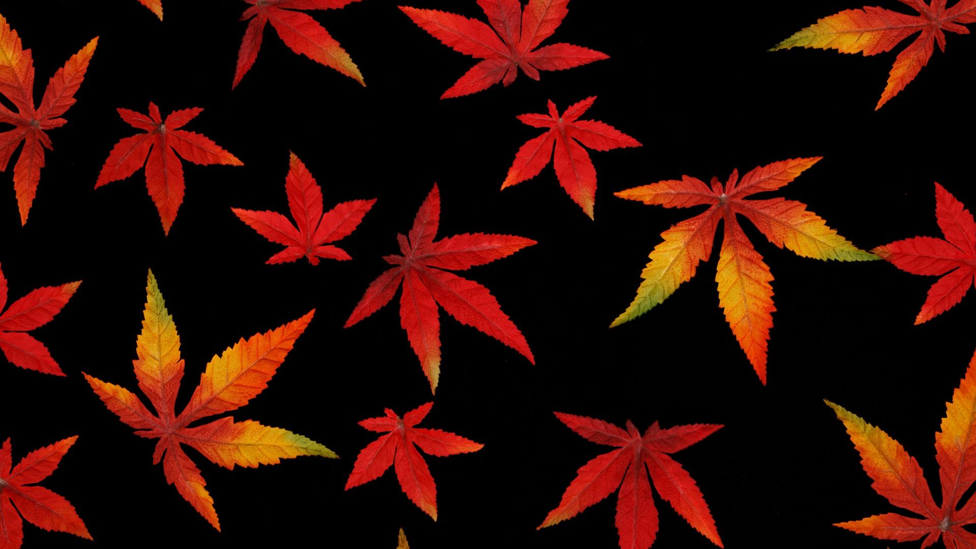 Foglia di marijuana verde su nero, 2560x1600 2K+, PC