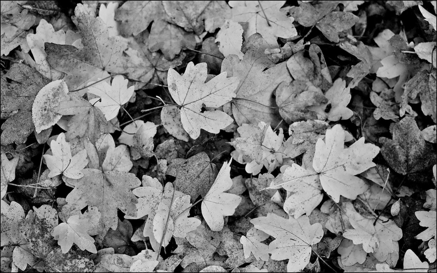 Foglie nere su sfondo bronzo, 1000x800 HD, Laptop