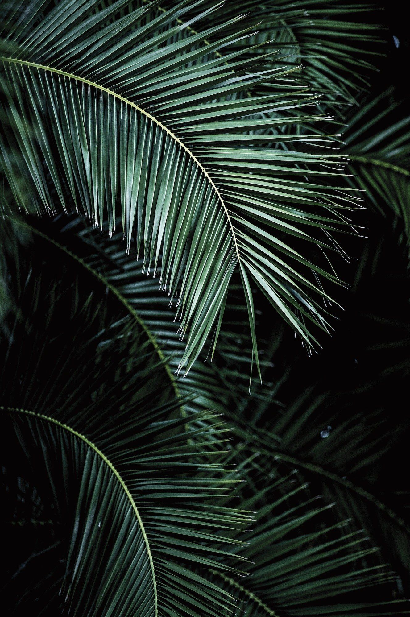 Foglia di palma verde scuro, 1329x2000 Full HD Verticale, Smartphone