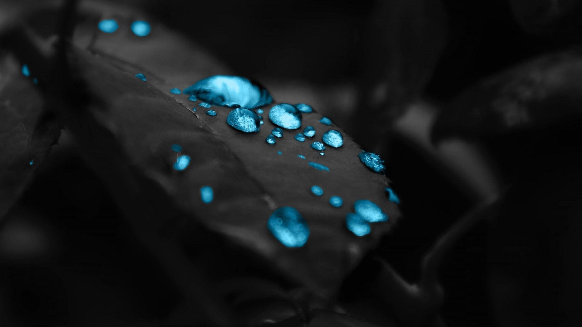 Gocce d'acqua blu su foglia nera, 1920x1080 1080p, Desktop