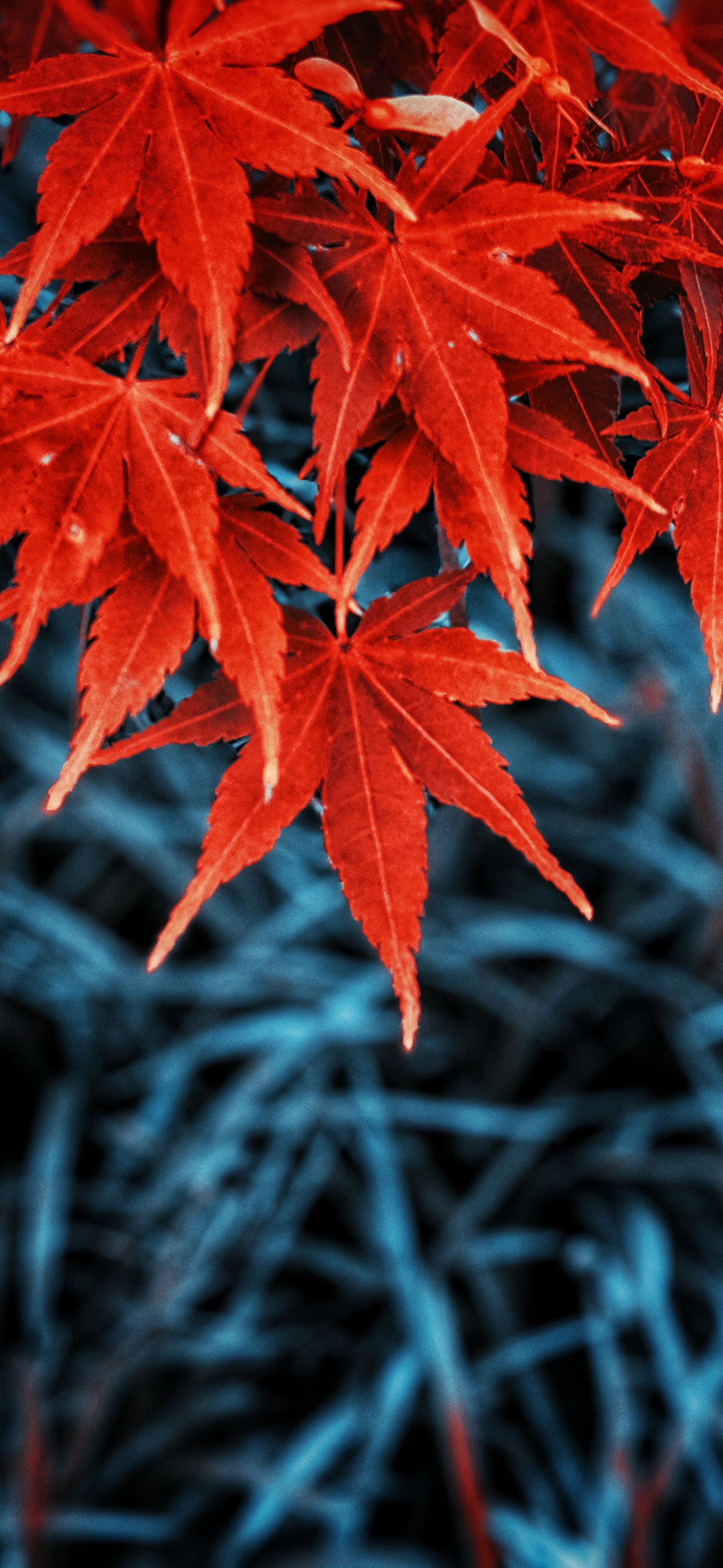 Foglie rosse autunnali acero, 1845x3997 Verticale, Mobile