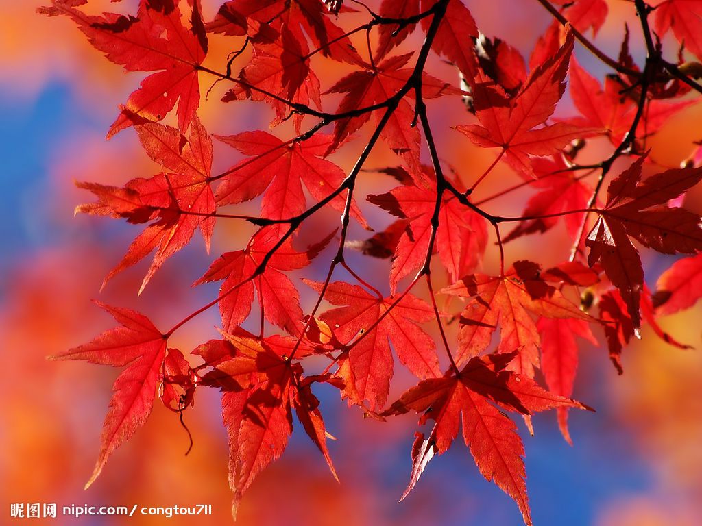 Foglie d'acero rosse autunnali, 1024x768 HD, Desktop