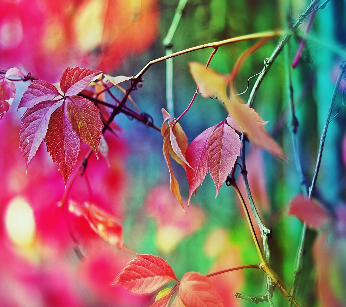 Foglie colorate ramo autunnale, 1440x1280 720p, Lenovo Legion