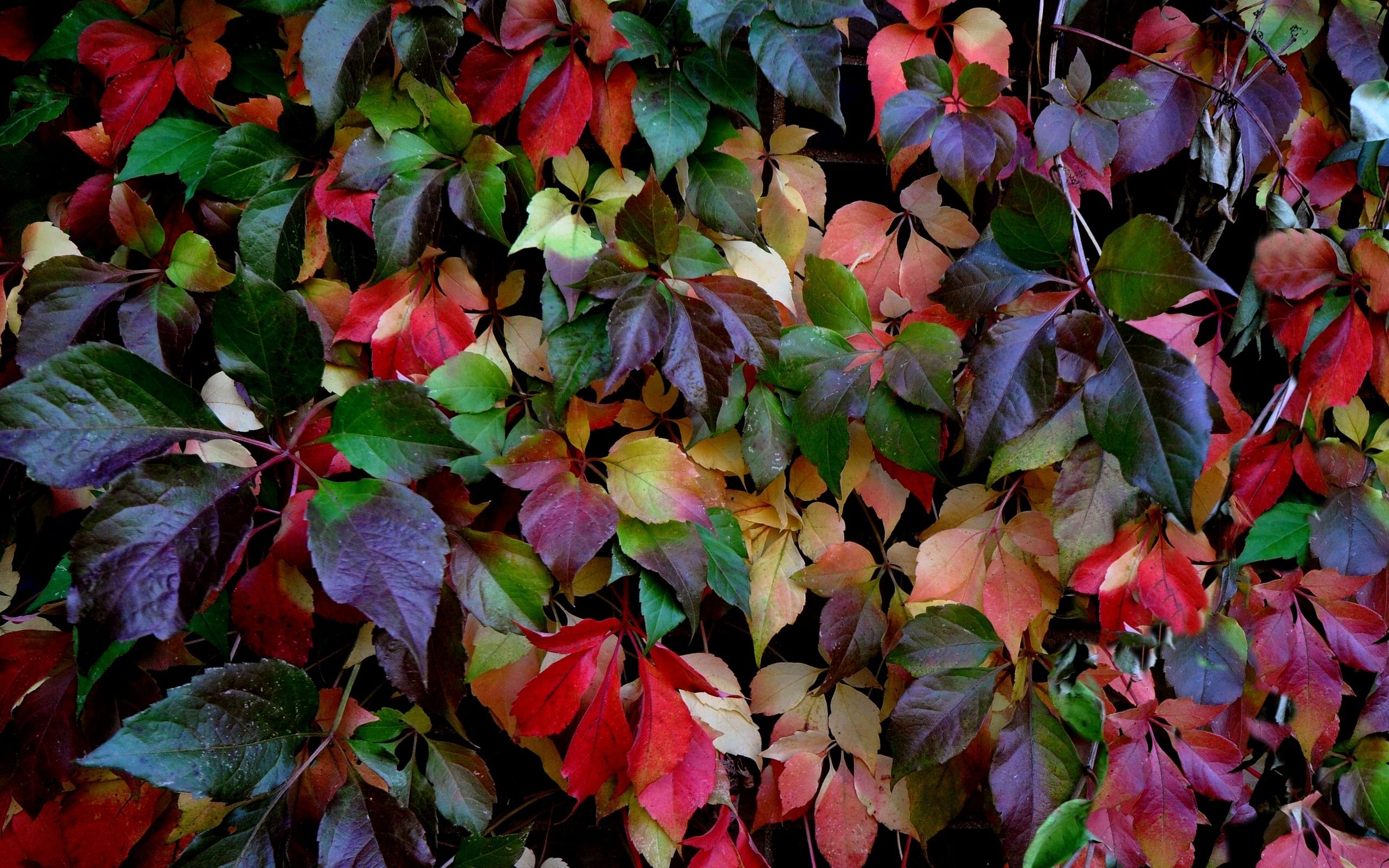 Foglie autunnali colorate multicolori, 2560x1600 2K+, Desktop