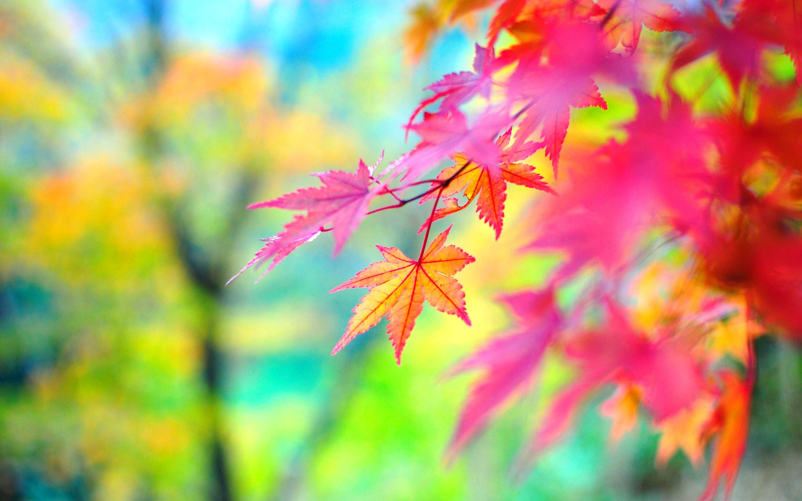 Foglie d'acero colorate autunno, 2560x1600 2K, PC
