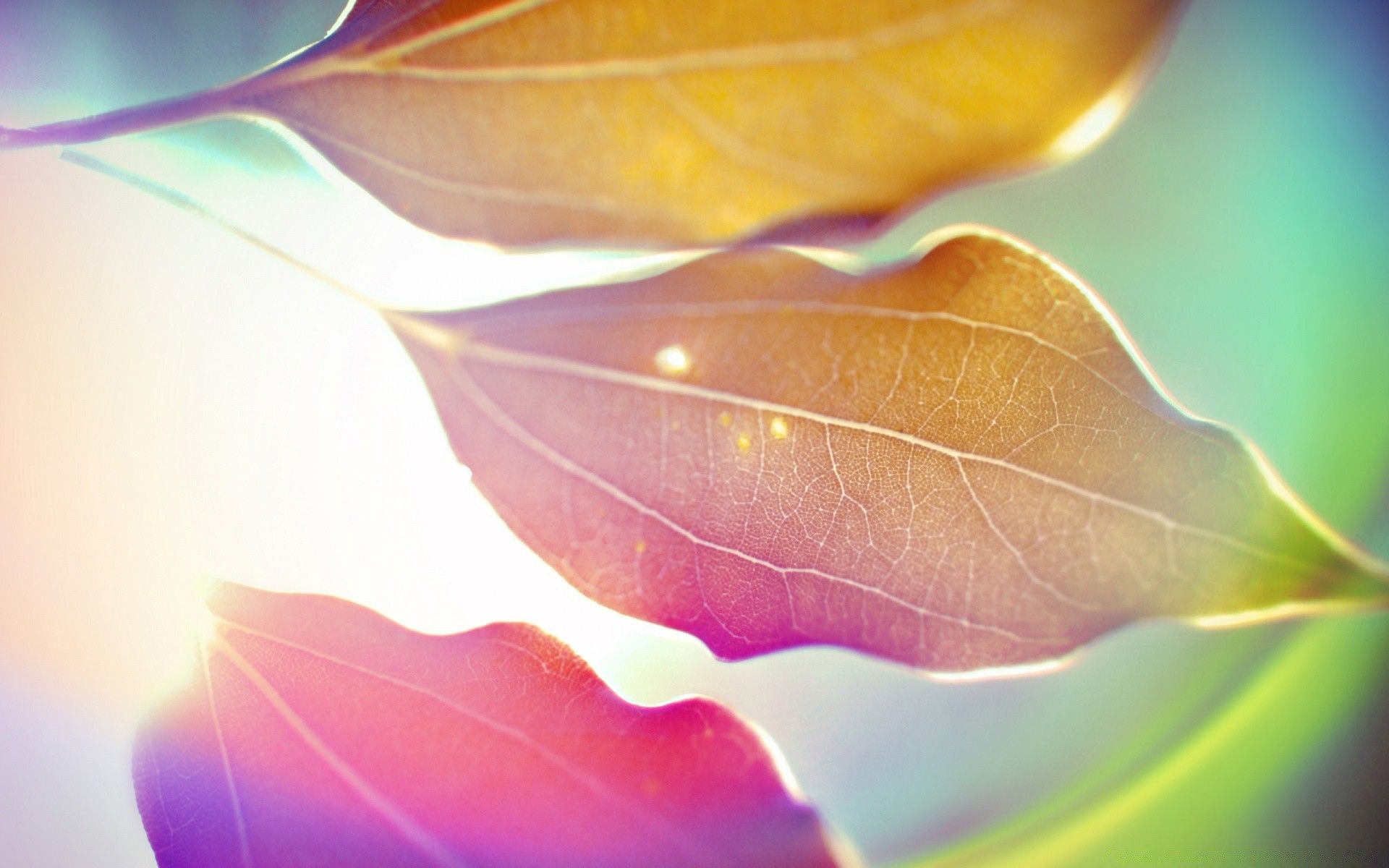Foglie colorate controluce, 1920x1200 Full HD+, Desktop