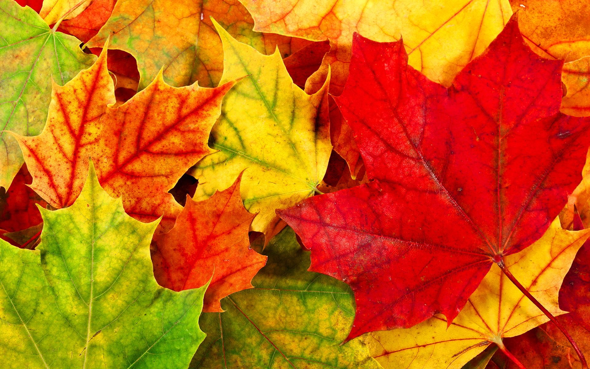 Foglie d'acero autunnali colorate, 1920x1200 Full HD+ WUXGA, PC Desktop