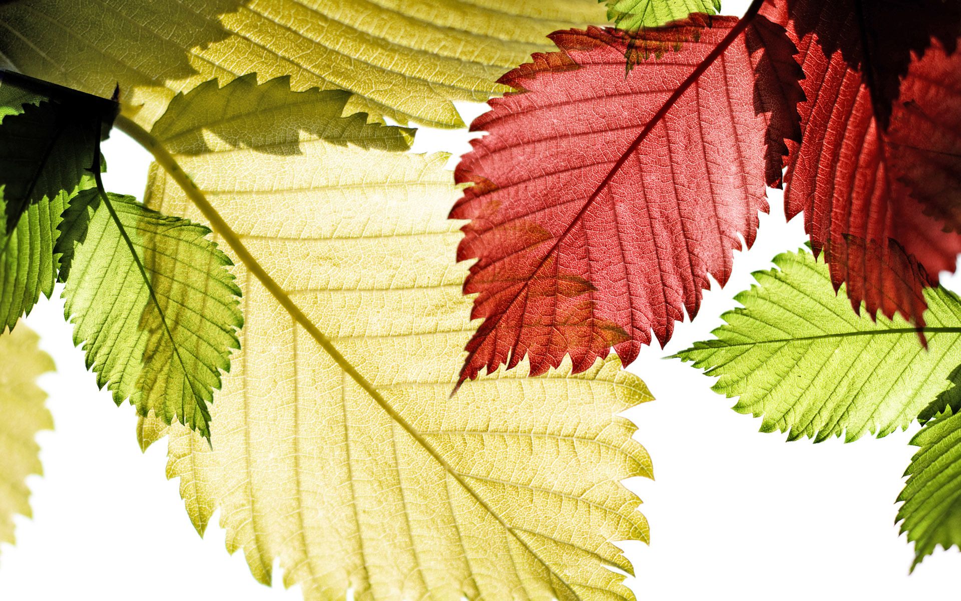 Foglie colorate autunnali, 1920x1200 Full HD+, PC