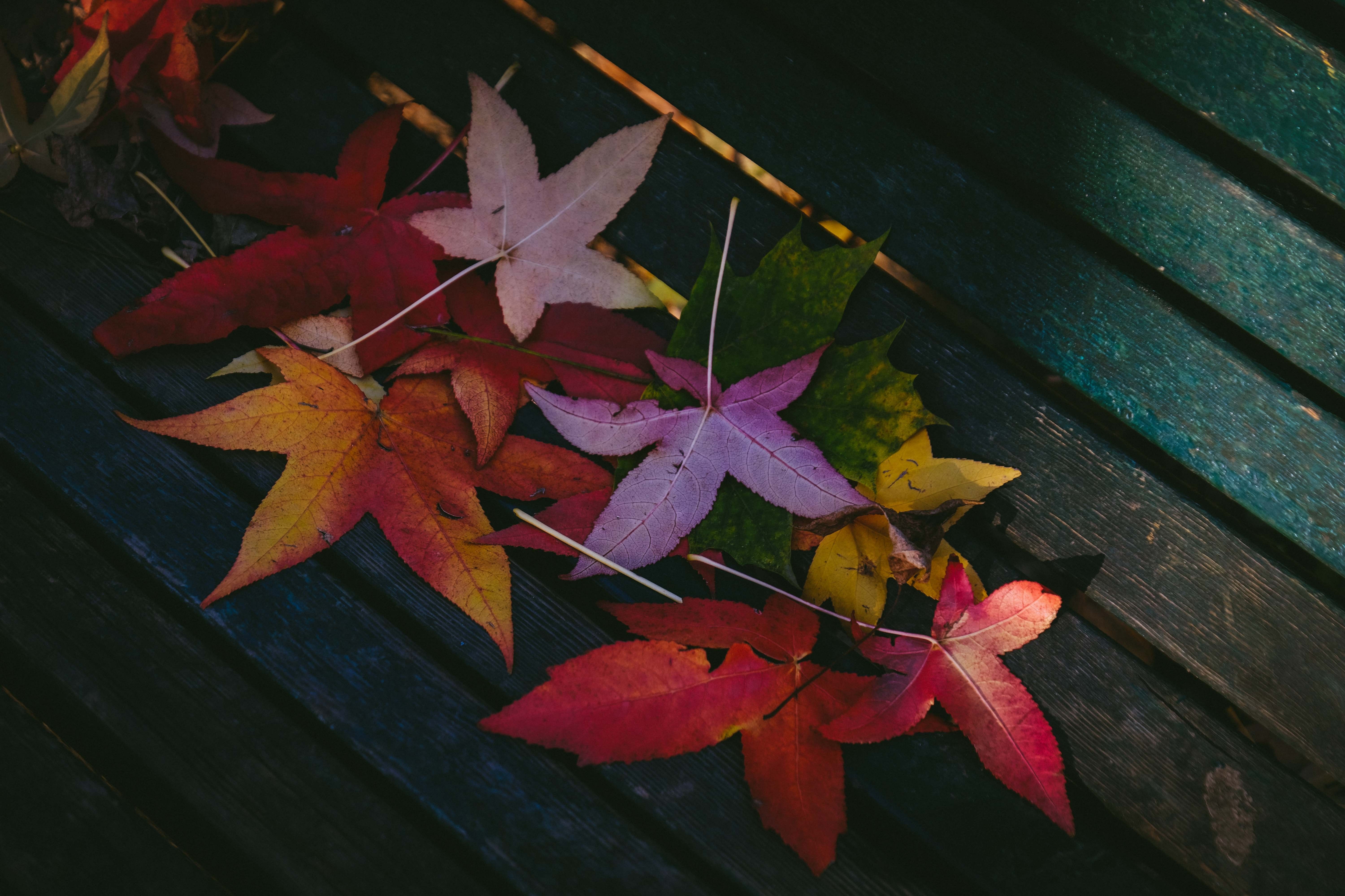 Foglie autunnali colorate su panchina, 6000x4000 4K, Desktop 4K