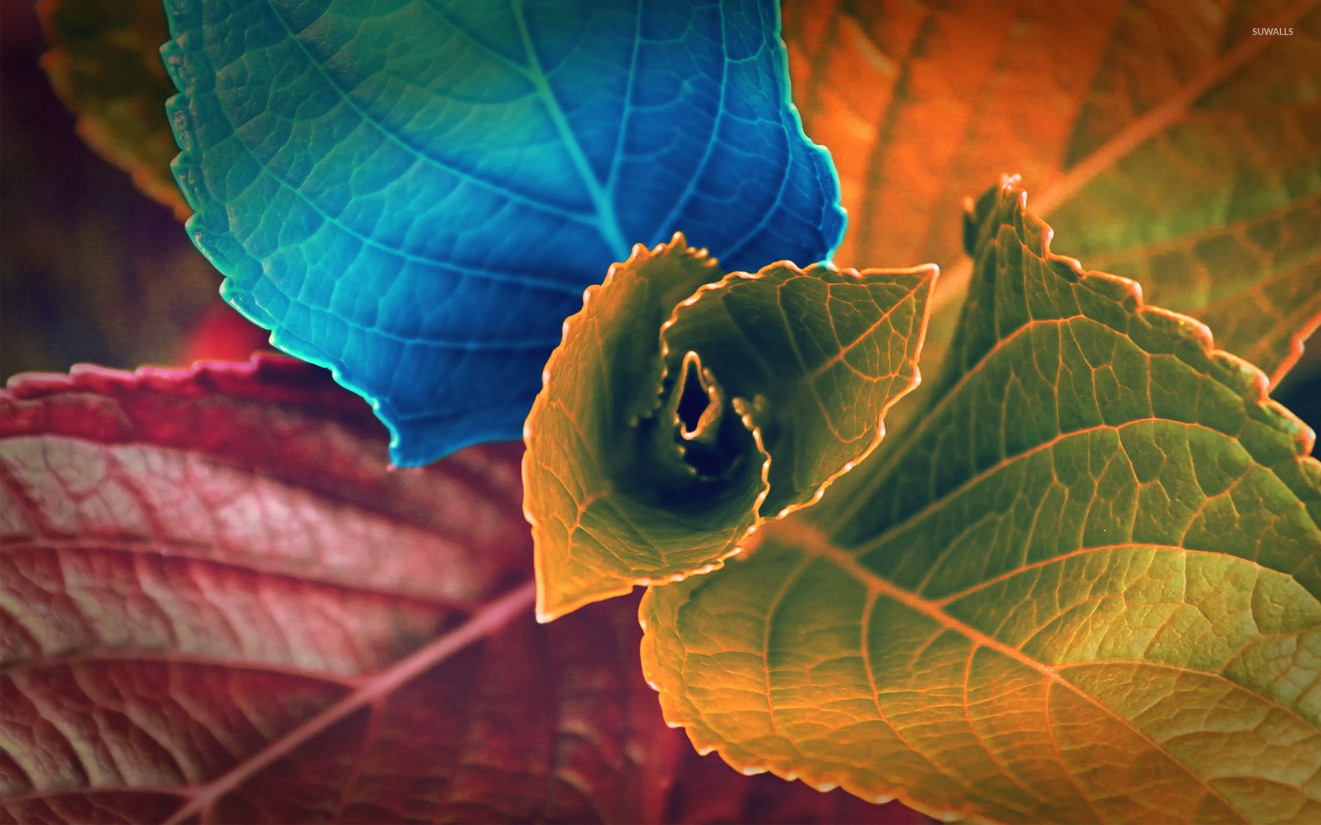 Foglie colorate sfumate, 1920x1200 Full HD+ WUXGA, Laptop