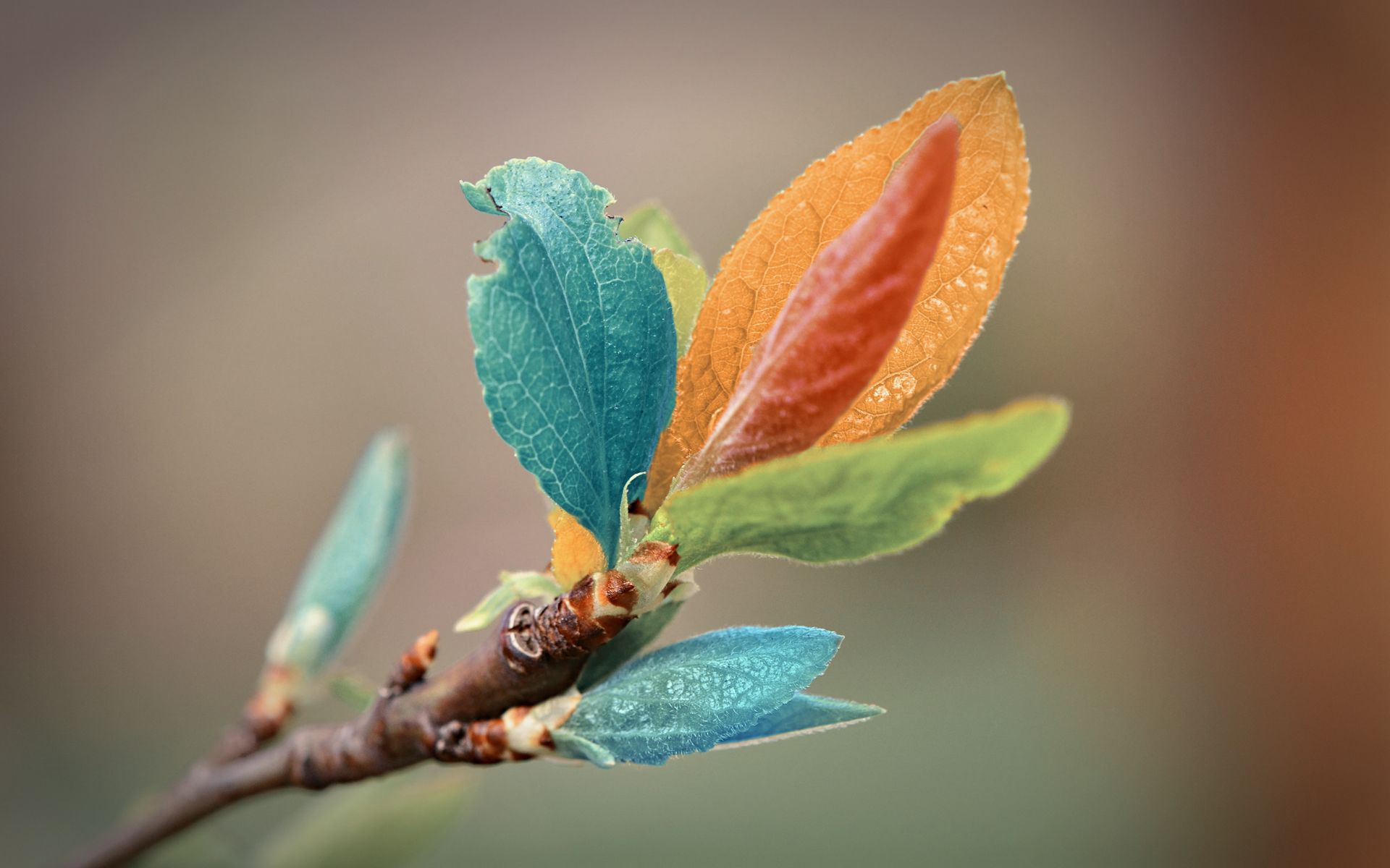 Foglie colorate su ramo, 1920x1200 Full HD+, Desktop