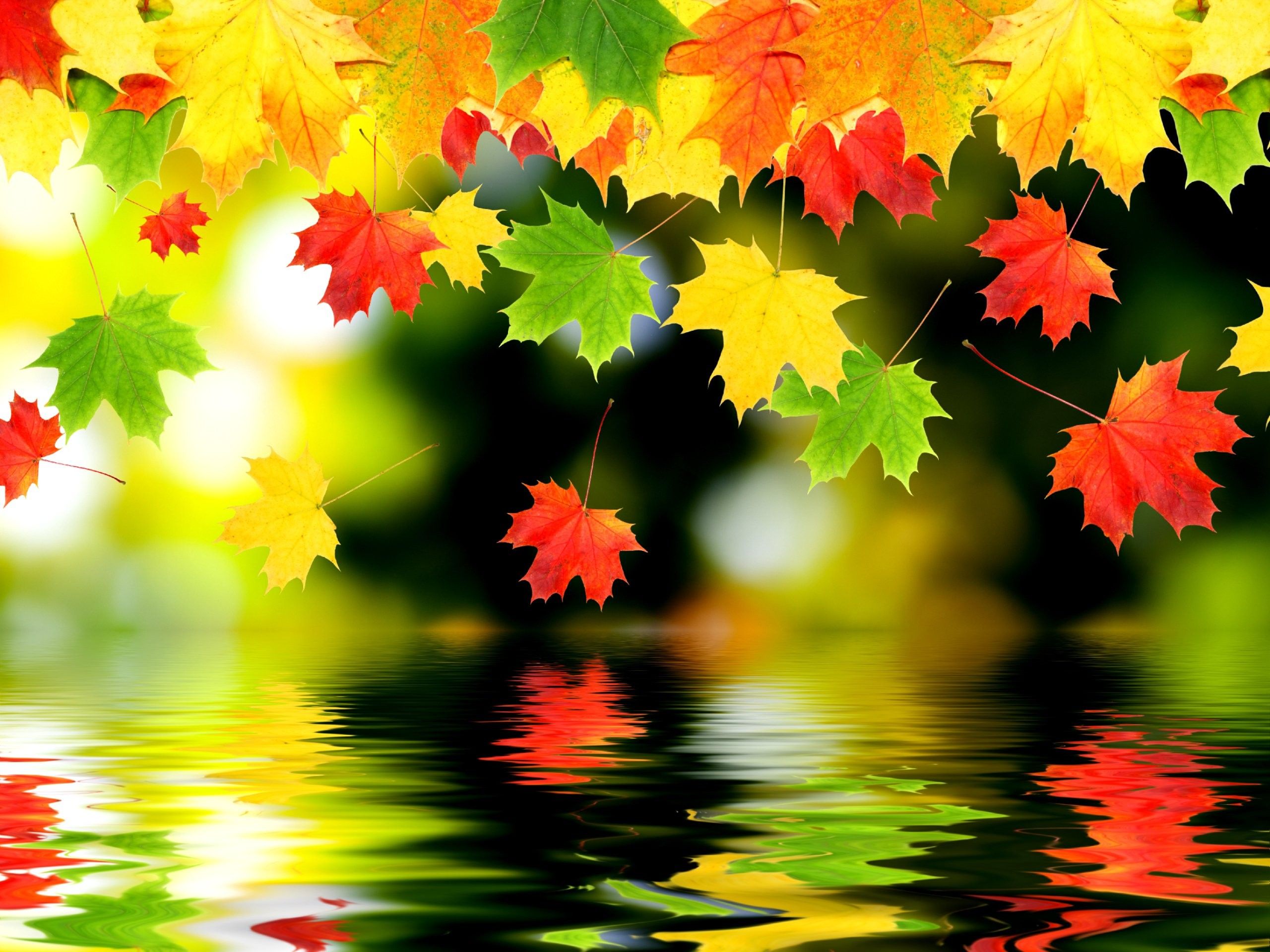 Foglie autunnali colorate su acqua, 2560x1920 2K+, Monitor Gaming