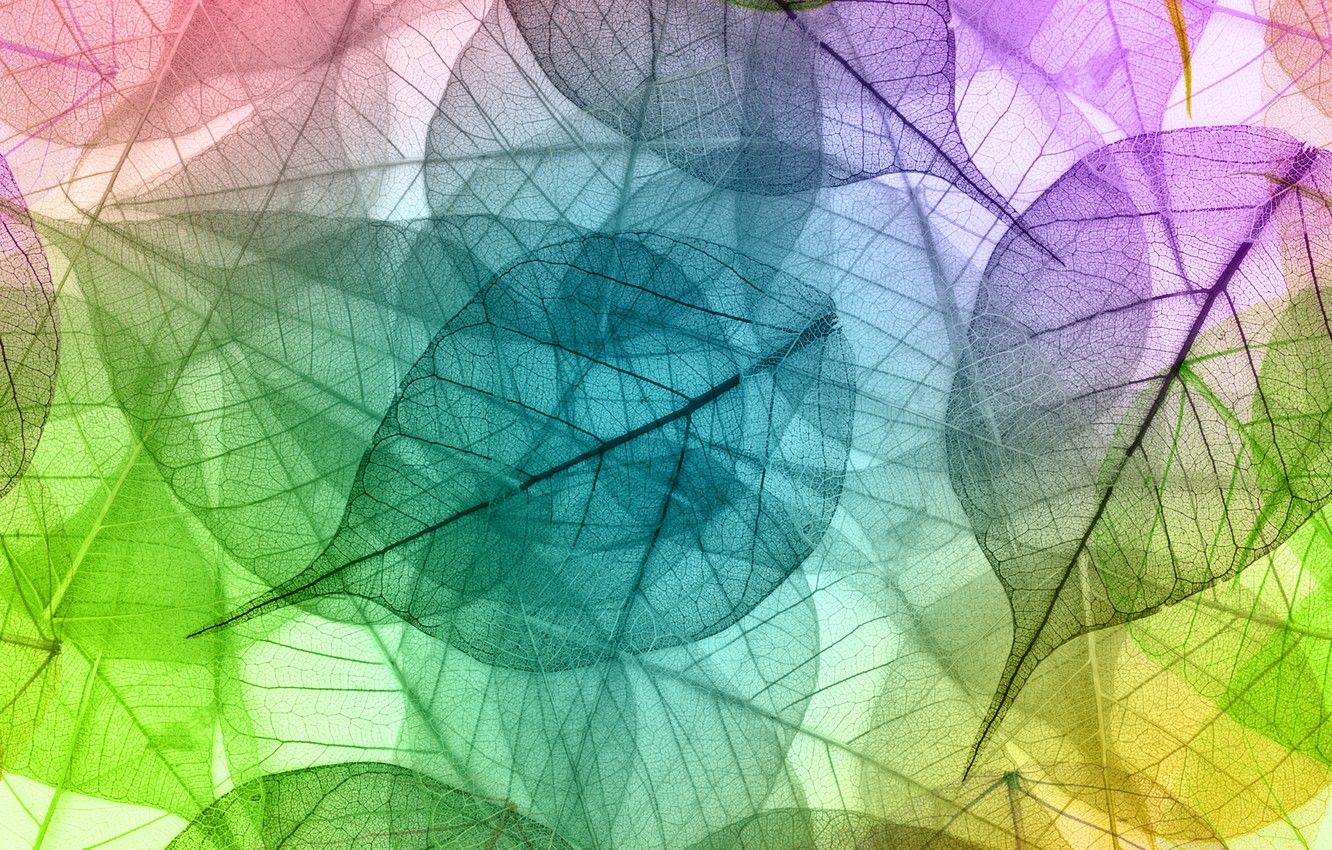 Foglie scheletrizzate trasparenti colorate, 1332x850 HD, Desktop