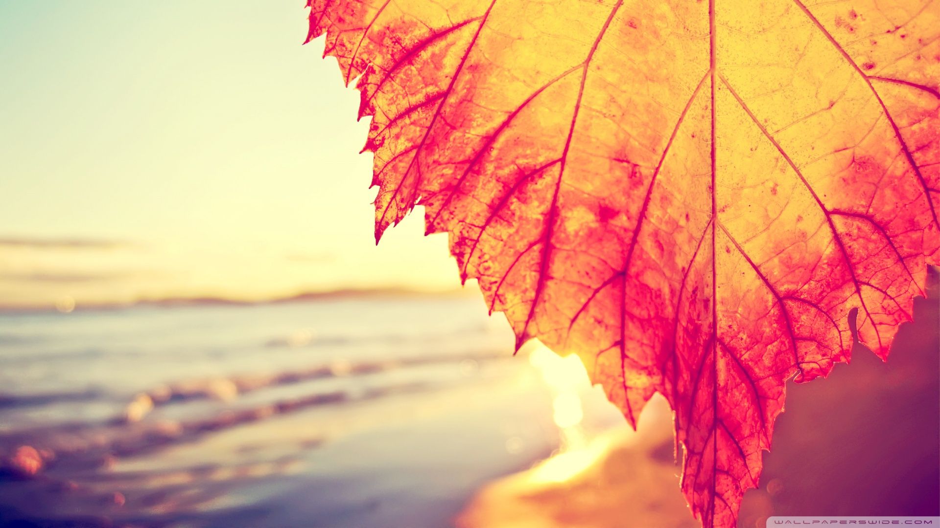Foglia autunnale controluce spiaggia, 1920x1080 1080p, Desktop