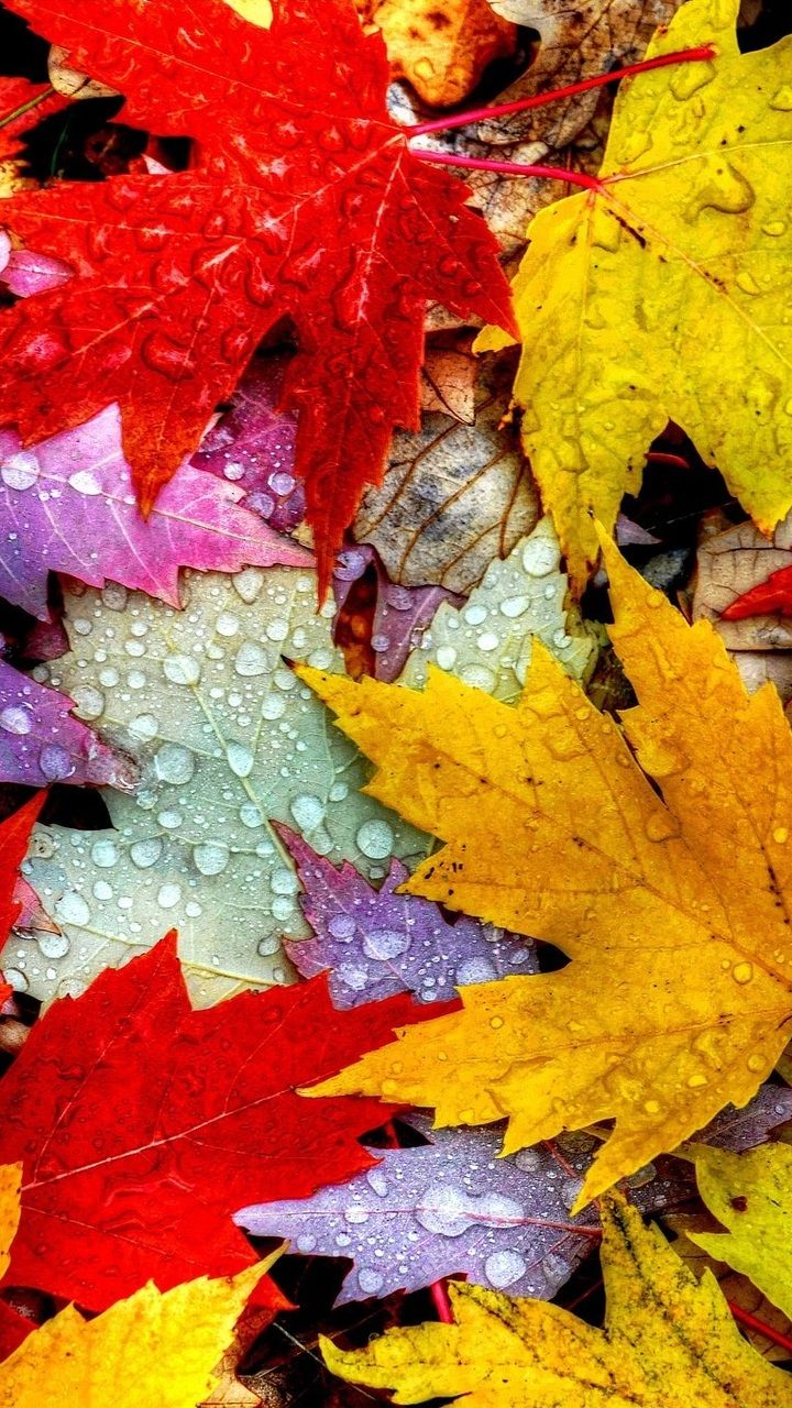 Foglie autunnali colorate con gocce, 720x1280 Full HD Verticale, Smartphone
