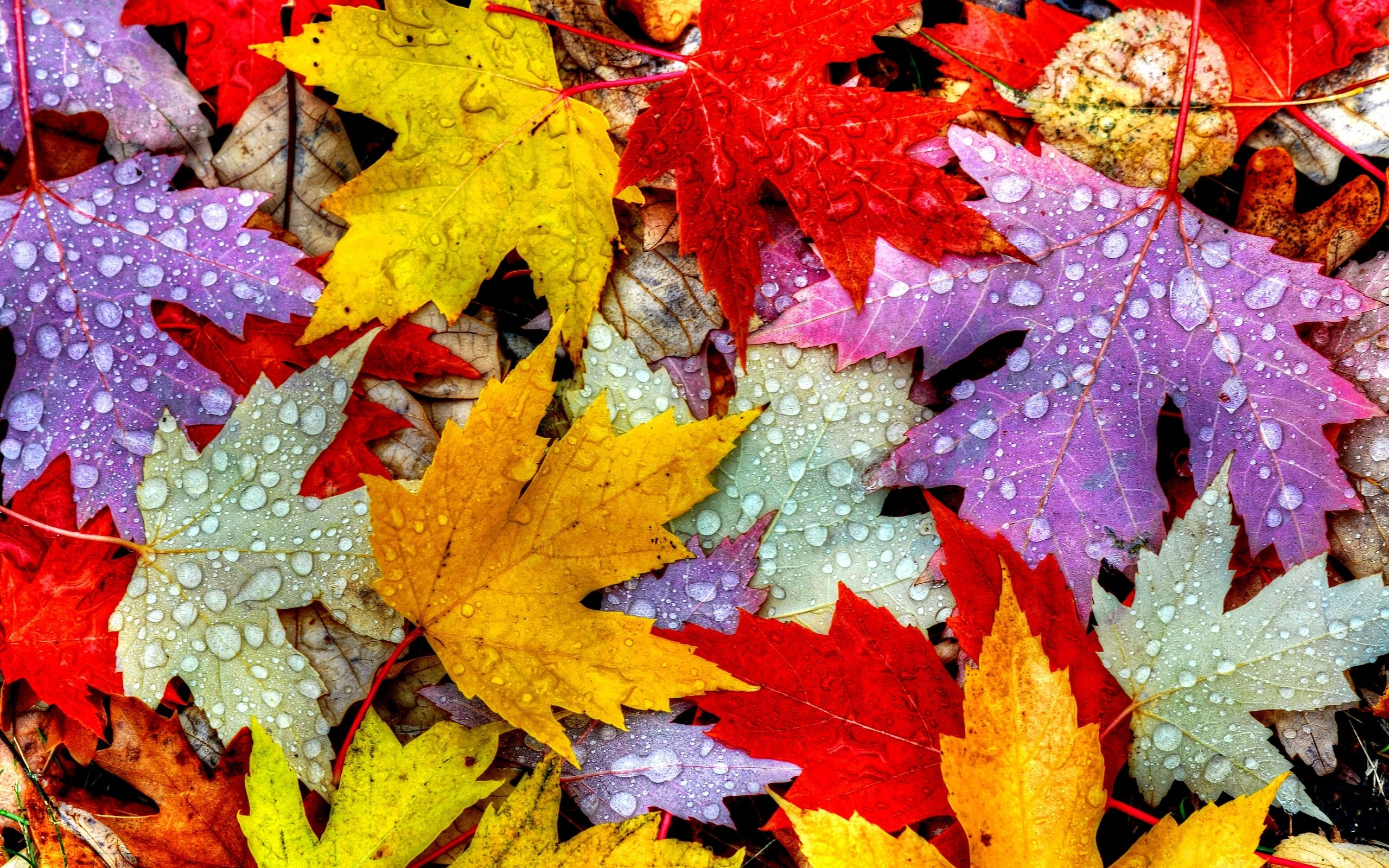 Foglie autunnali colorate con gocce, 2560x1600 2K+, Desktop