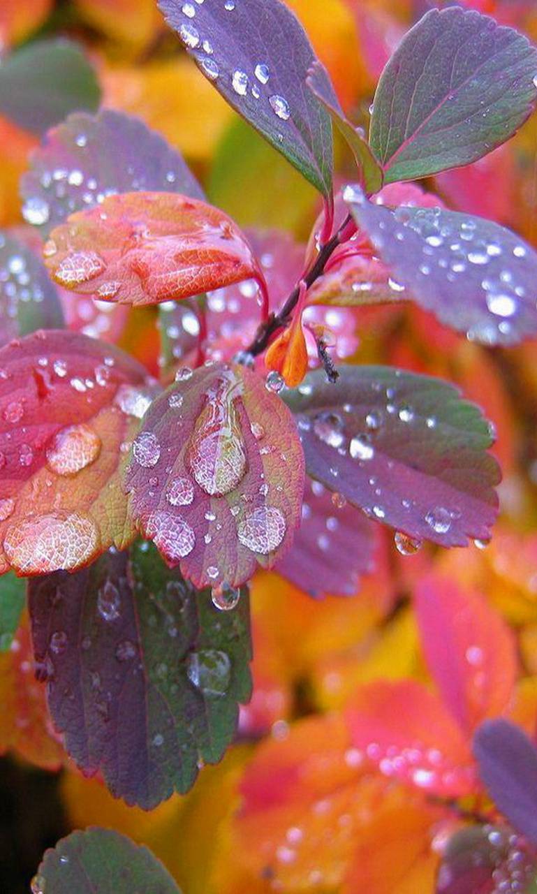 Foglie autunnali con gocce di rugiada, 769x1280 Full HD Verticale, iPhone