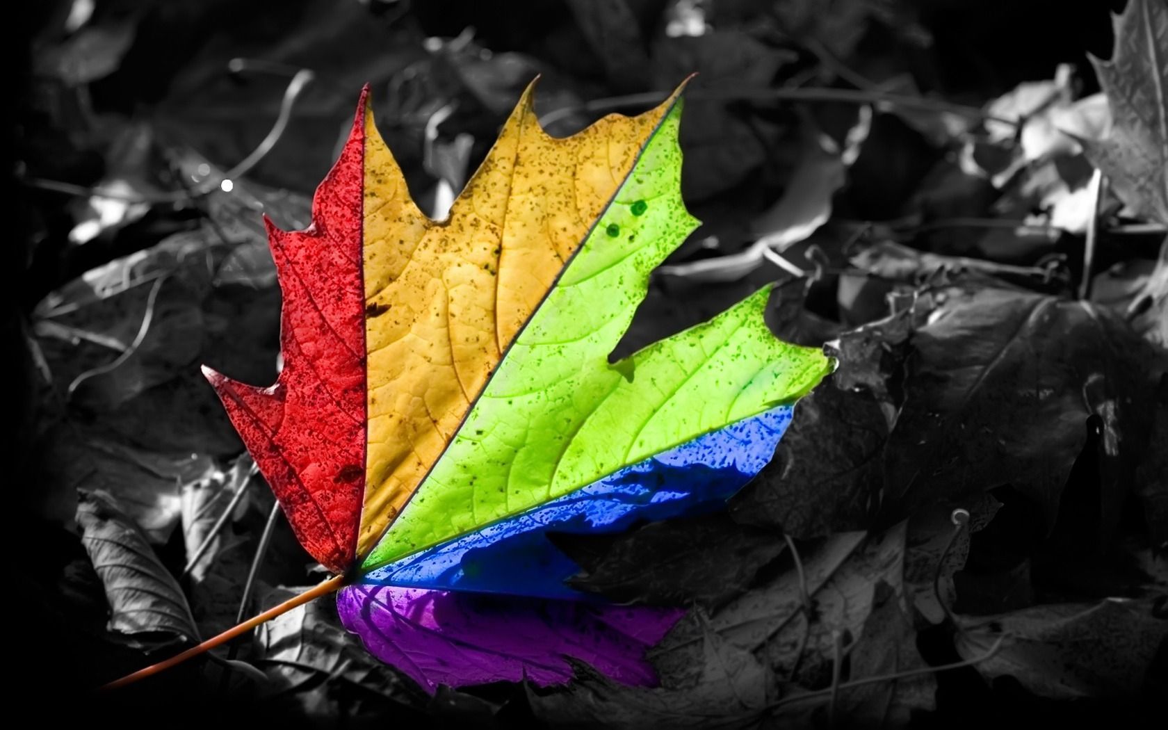 Foglia acero arcobaleno colorata, 1680x1050 HD, PC