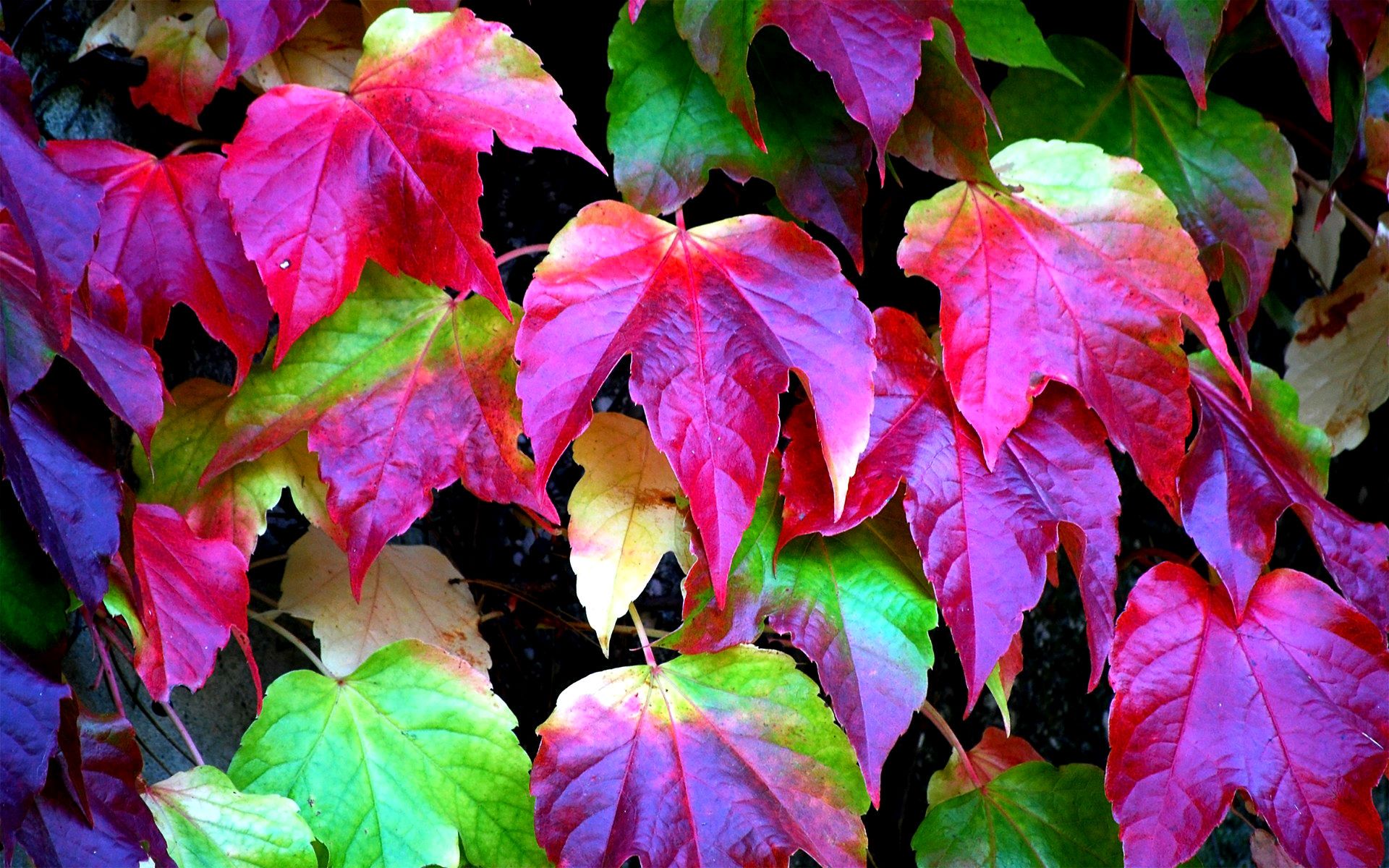 Foglie autunnali colorate vite, 1920x1200 Full HD+ WUXGA, Desktop