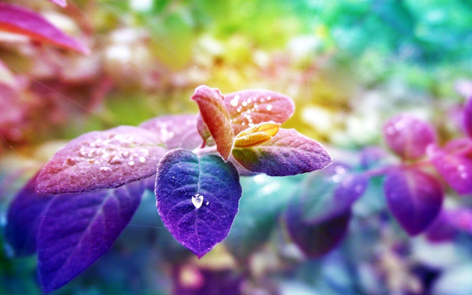 Foglie colorate con gocce d'acqua, 1920x1200 Full HD+, PC