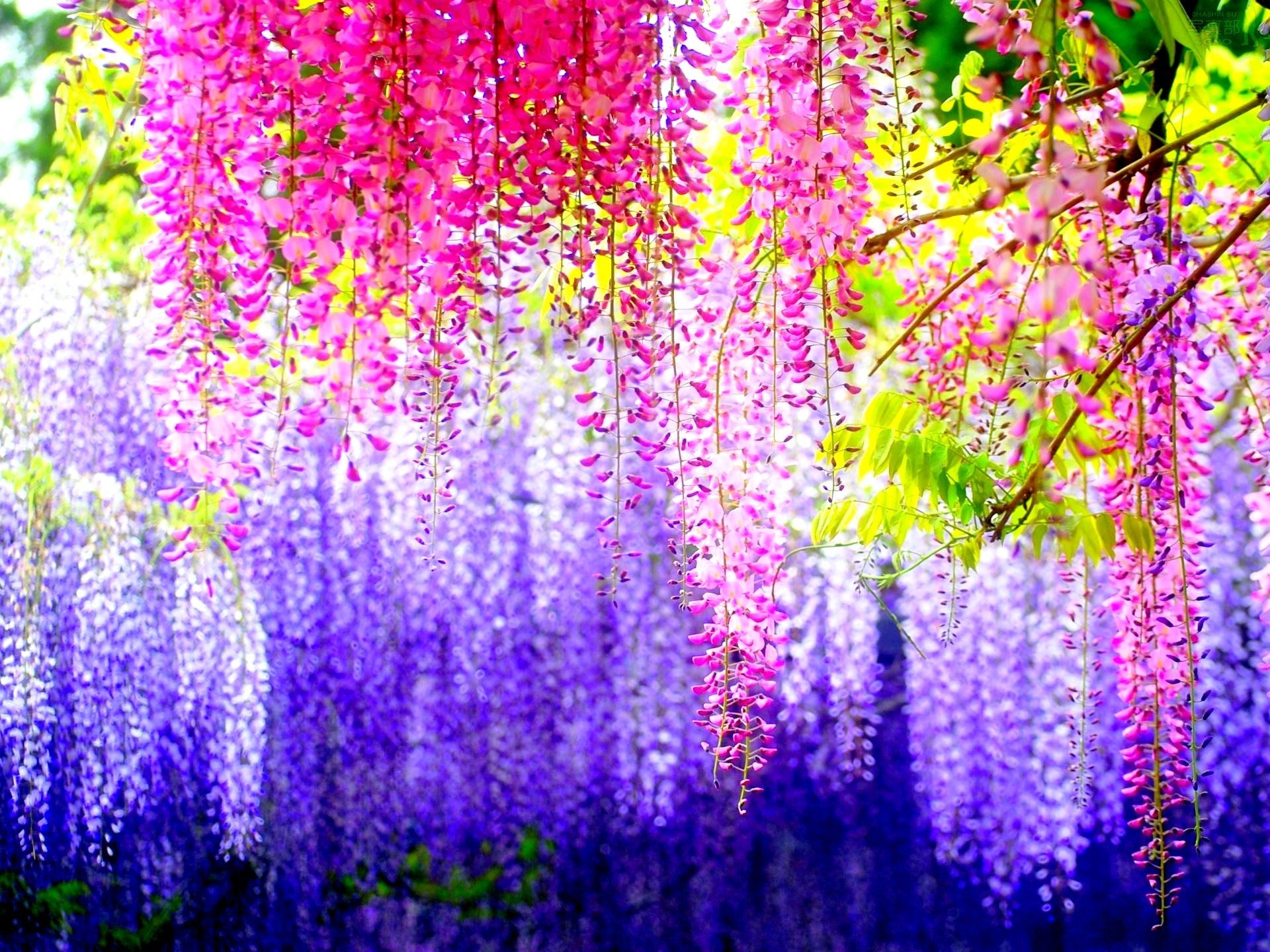 Fiori di glicine rosa viola, 1920x1440 Full HD+ WUXGA, iMac