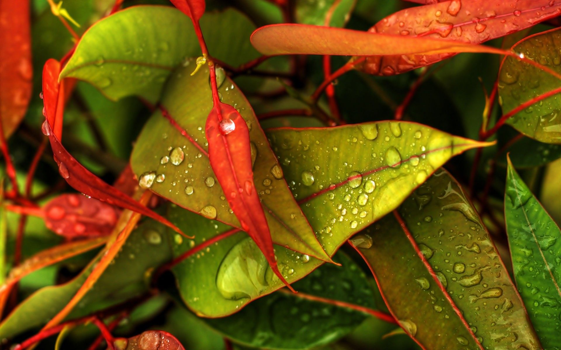 Foglie verdi e rosse con gocce, 1920x1200 Full HD+, Desktop