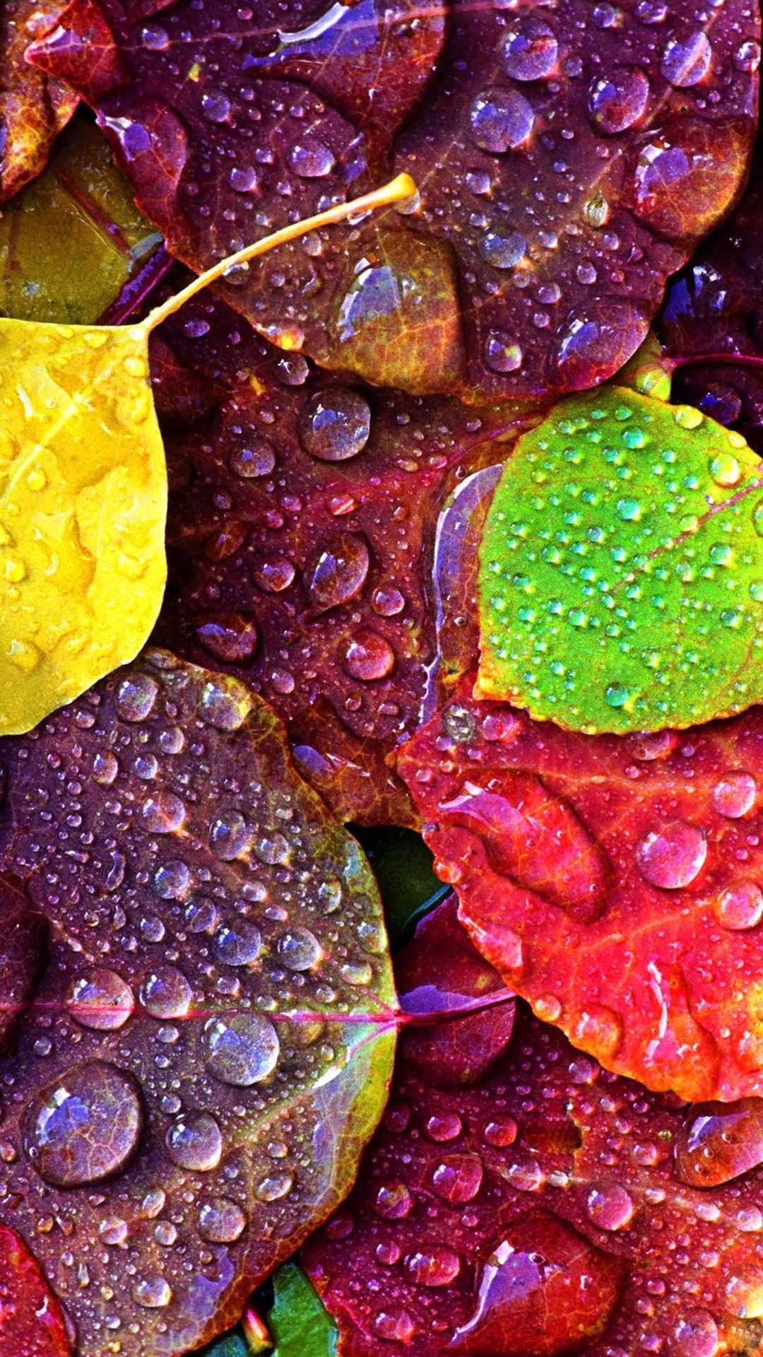 Gocce di rugiada su foglie colorate, 1080x1920 Verticale, Samsung Galaxy
