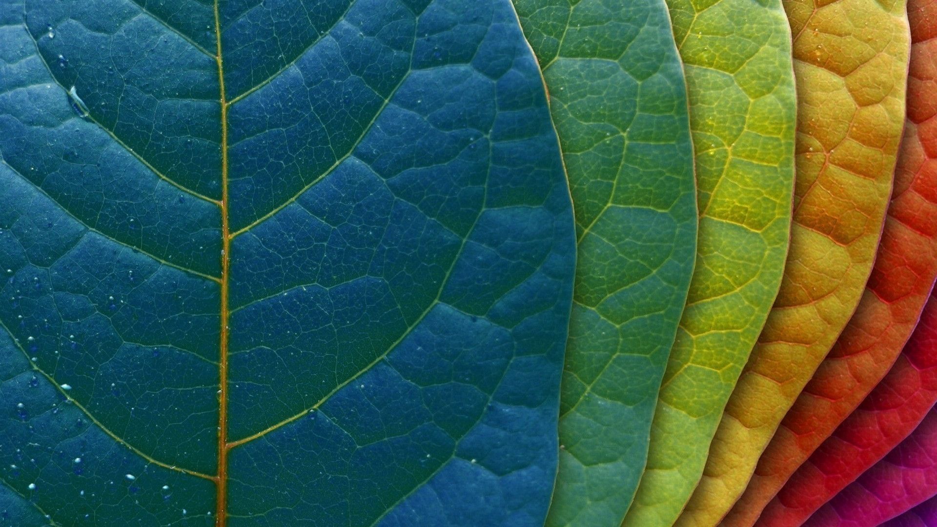 Foglie arcobaleno multicolori sovrapposte, 1920x1080 1080p, PC Desktop