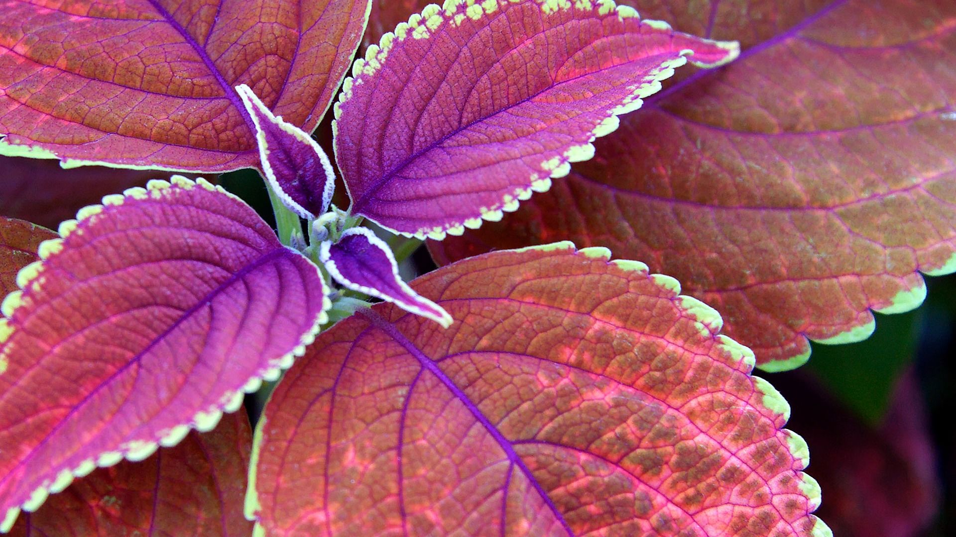 Foglie di coleus viola rosa, 1920x1080 Full HD, PC Desktop