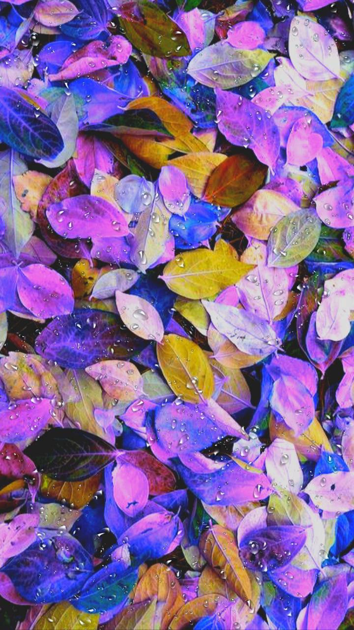 Foglie colorate viola blu giallo, 720x1280 Full HD Verticale, Smartphone
