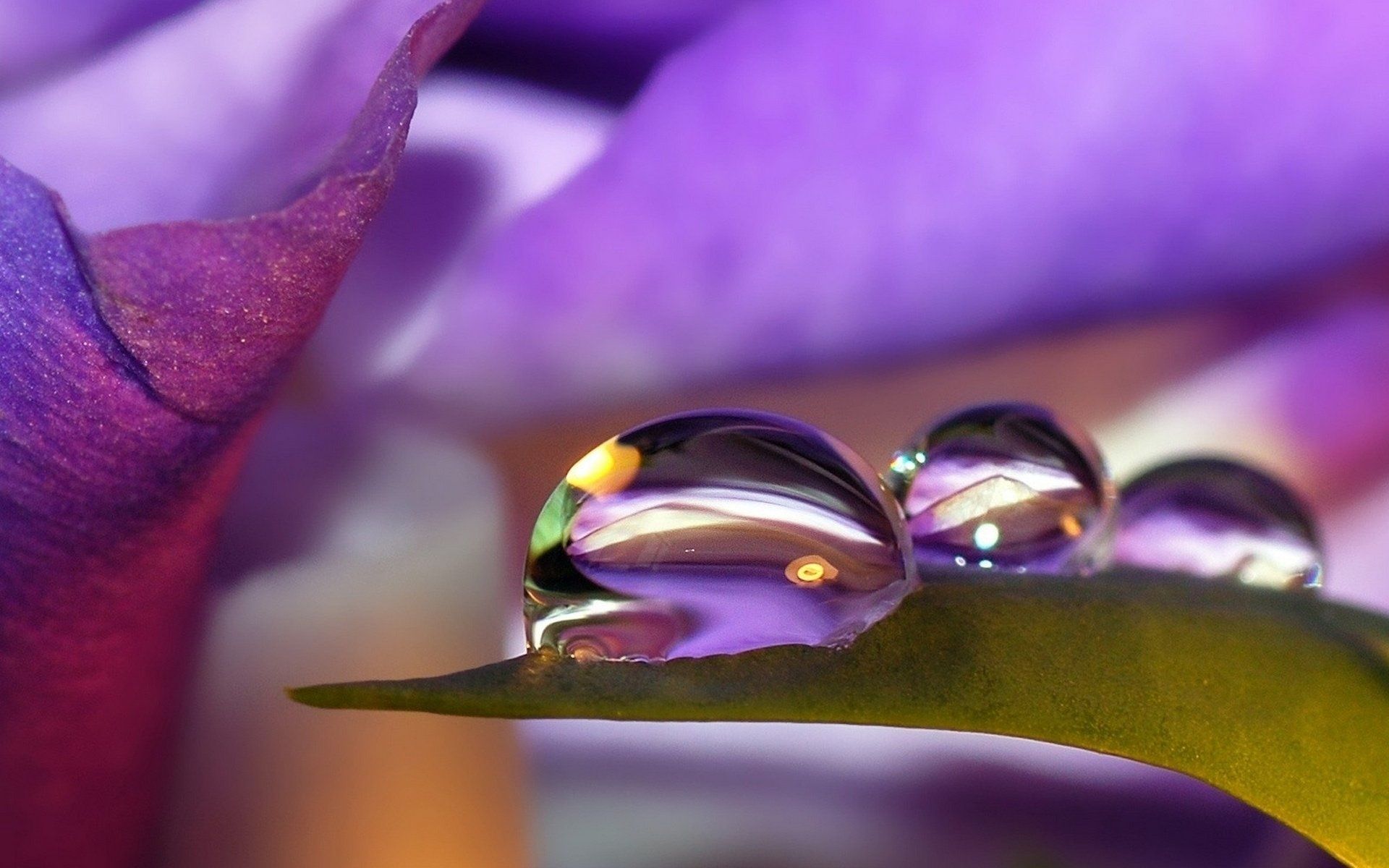 Gocce d'acqua su fiore viola, 1920x1200 Full HD+, Desktop
