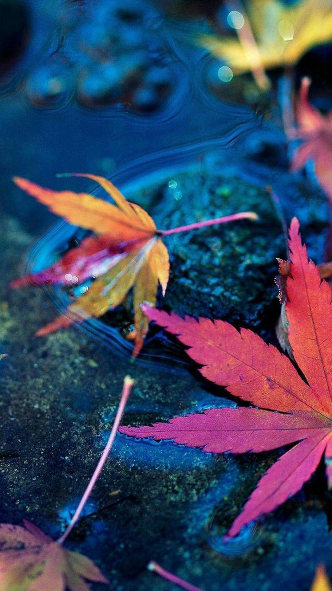 foglie d'acero colorate sull'acqua, 1080x1920 Verticale, Samsung Galaxy