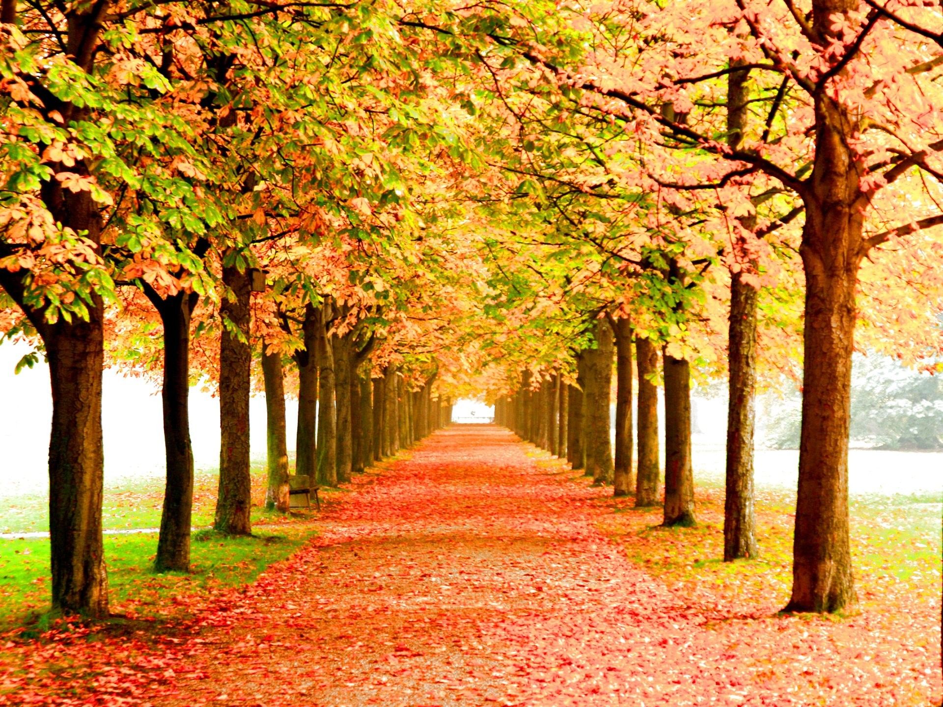 Viale alberato foglie autunnali colorate, 1920x1440 WUXGA, PC