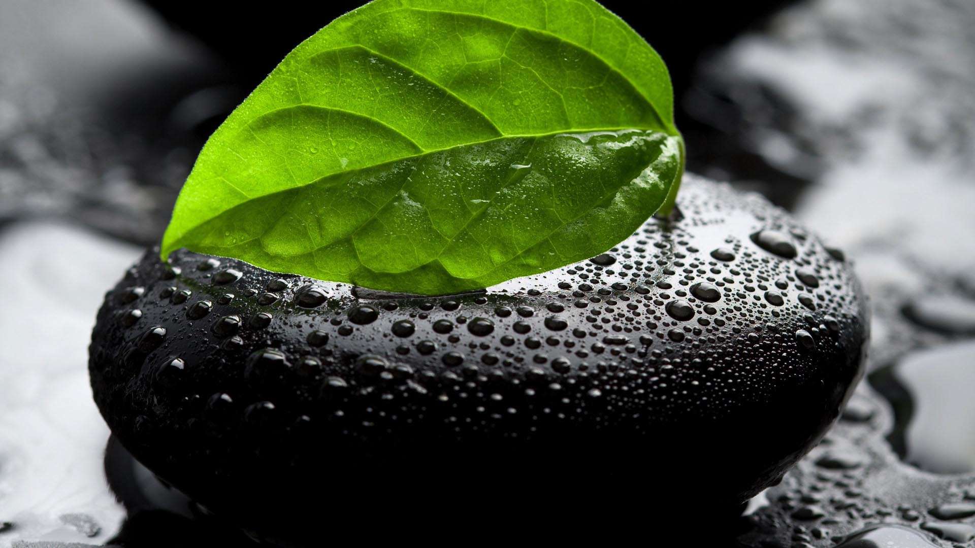 foglia verde su pietra bagnata, 1920x1080 Full HD, Laptop