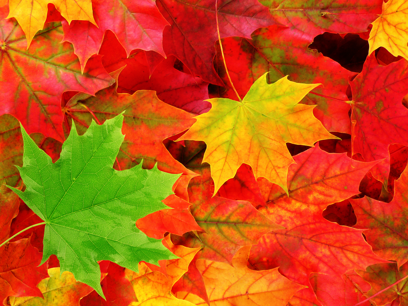 Foglie d'acero autunnali colorate, 1600x1200 HD Ready, Desktop