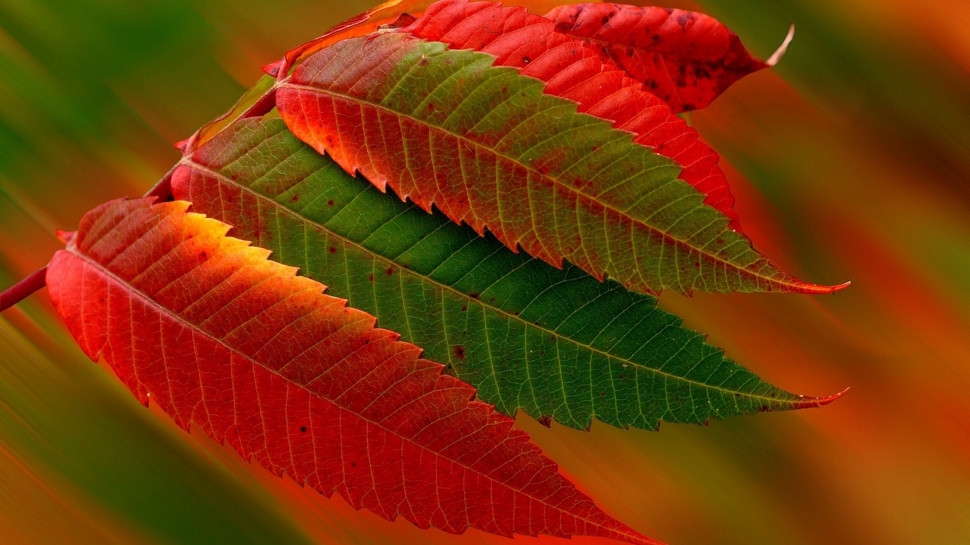 Foglie autunnali rosse e verdi, 1920x1080 Full HD, PC