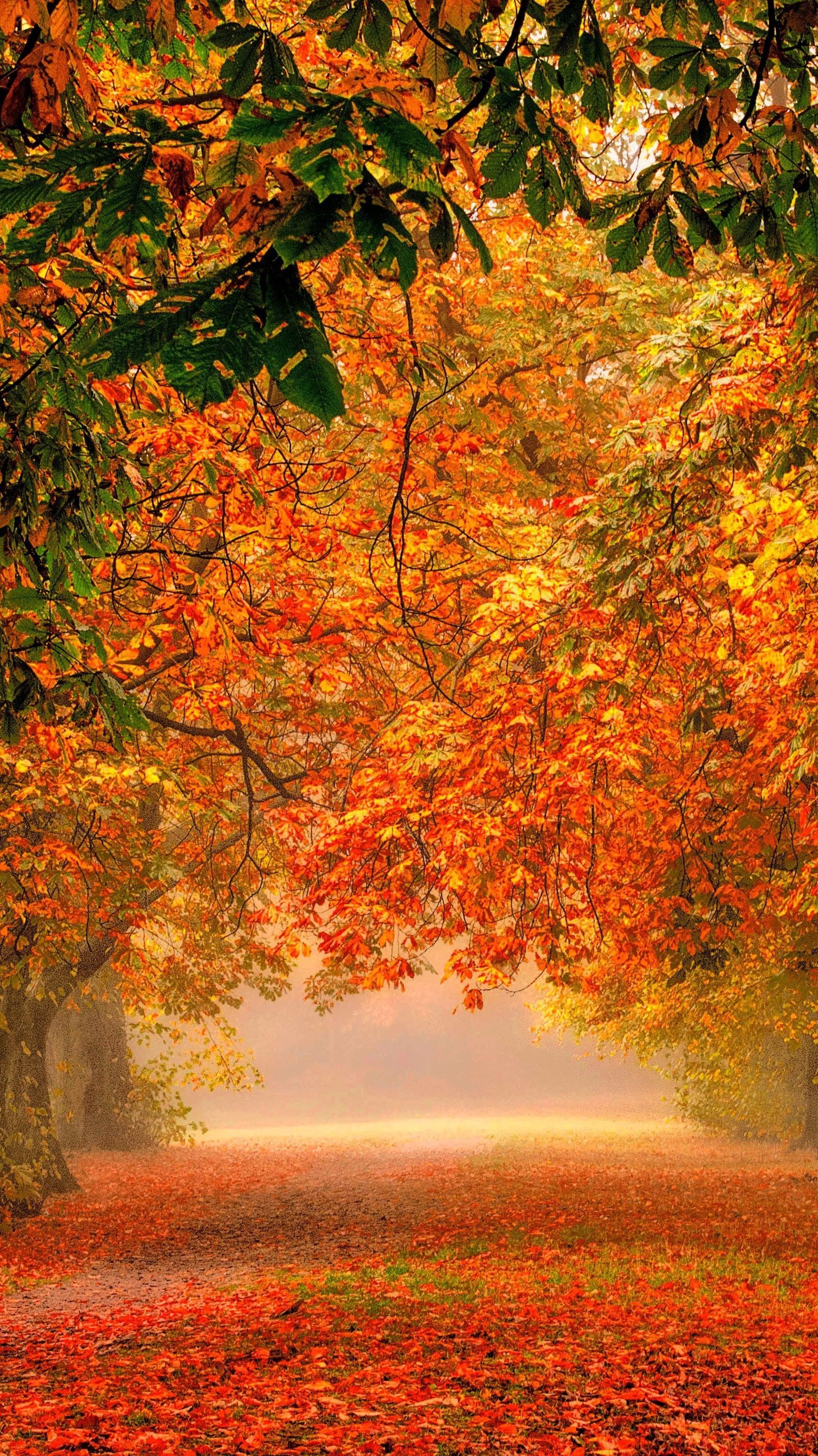 Foresta autunnale con foglie colorate, 1583x2816 Full HD Verticale, iPhone
