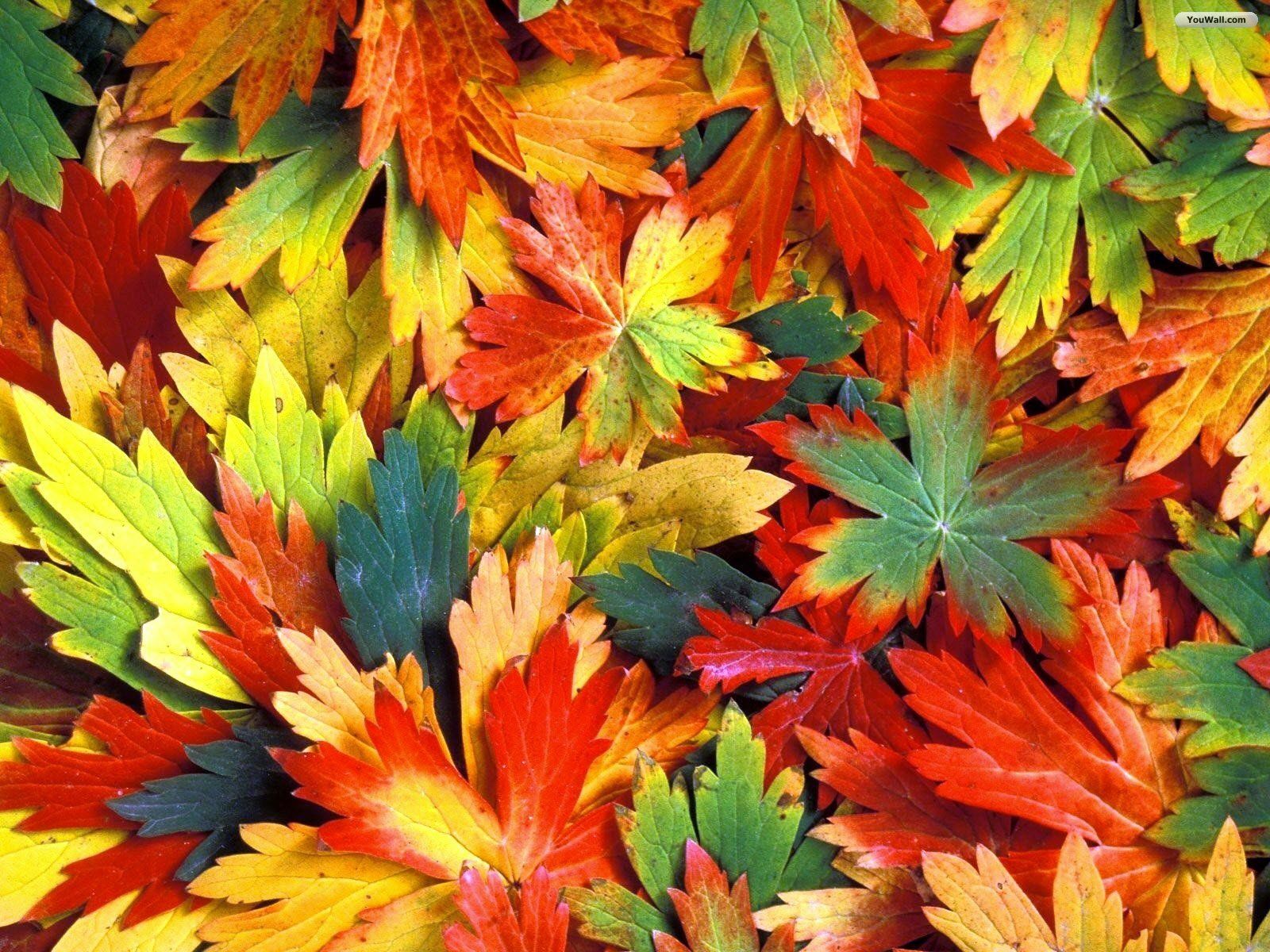 Foglie autunnali colorate, 1600x1200 HD, Desktop