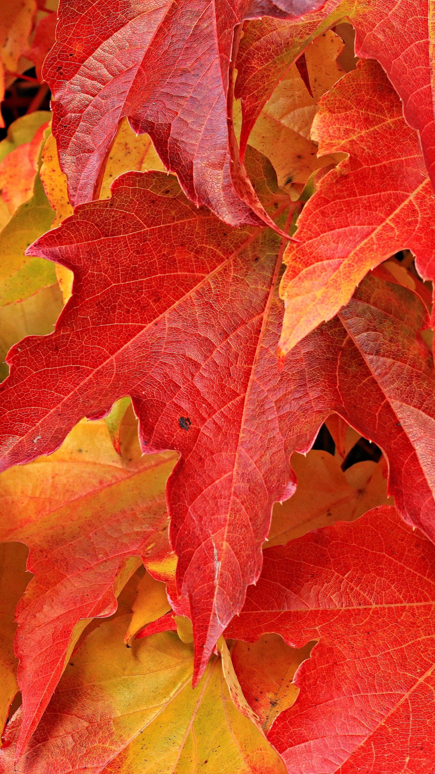 Foglie d'acero rosse autunnali, 1440x2560 Full HD Verticale, Smartphone